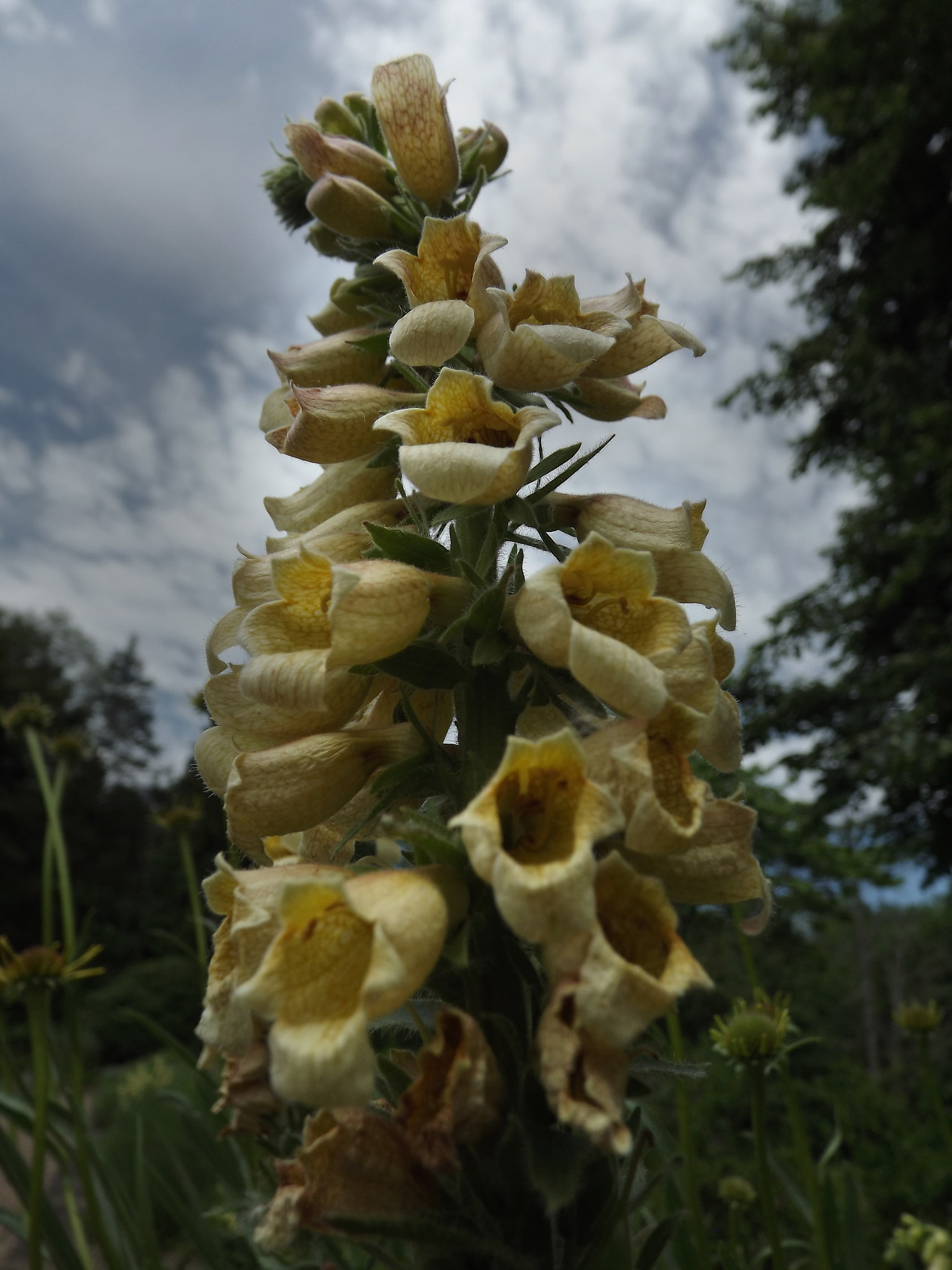 FujiFilm FinePix S3200 (FinePix S3250) sample photo. Yellow foxglove photography