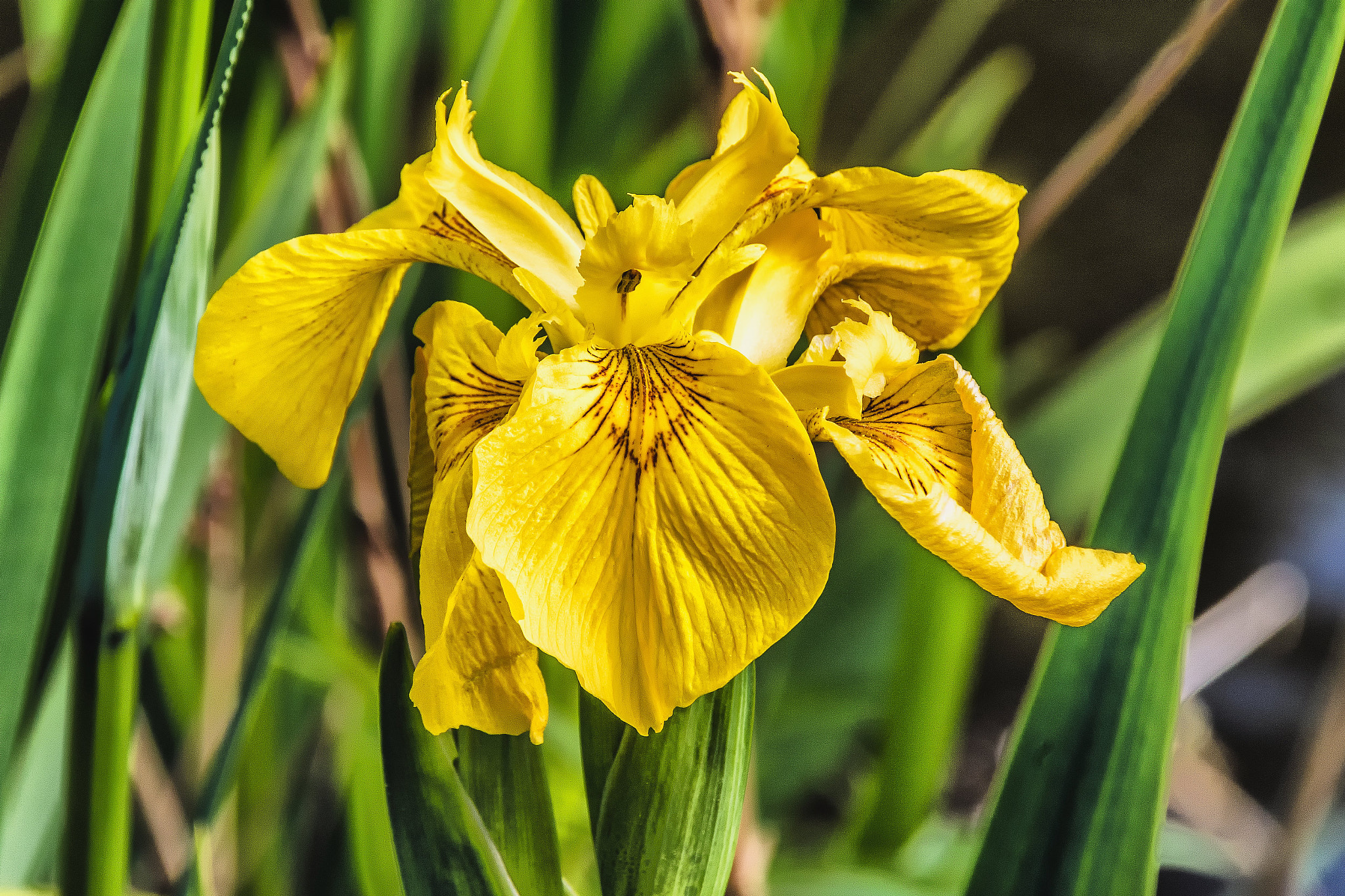 Pentax K-S1 sample photo. Wild iris photography