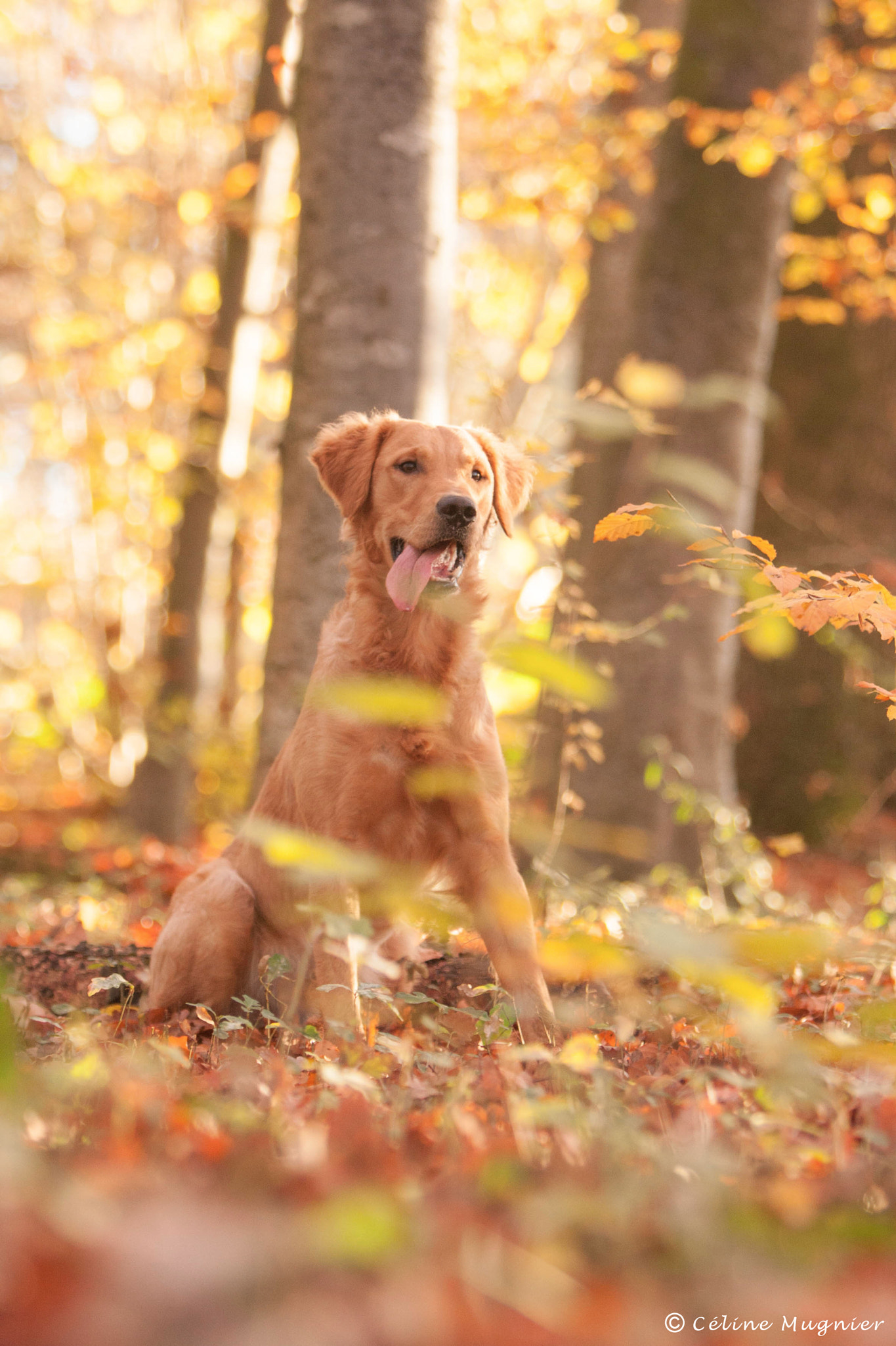Canon EF 70-200mm F2.8L IS USM sample photo. A magic and gold morning in the forest ! photography