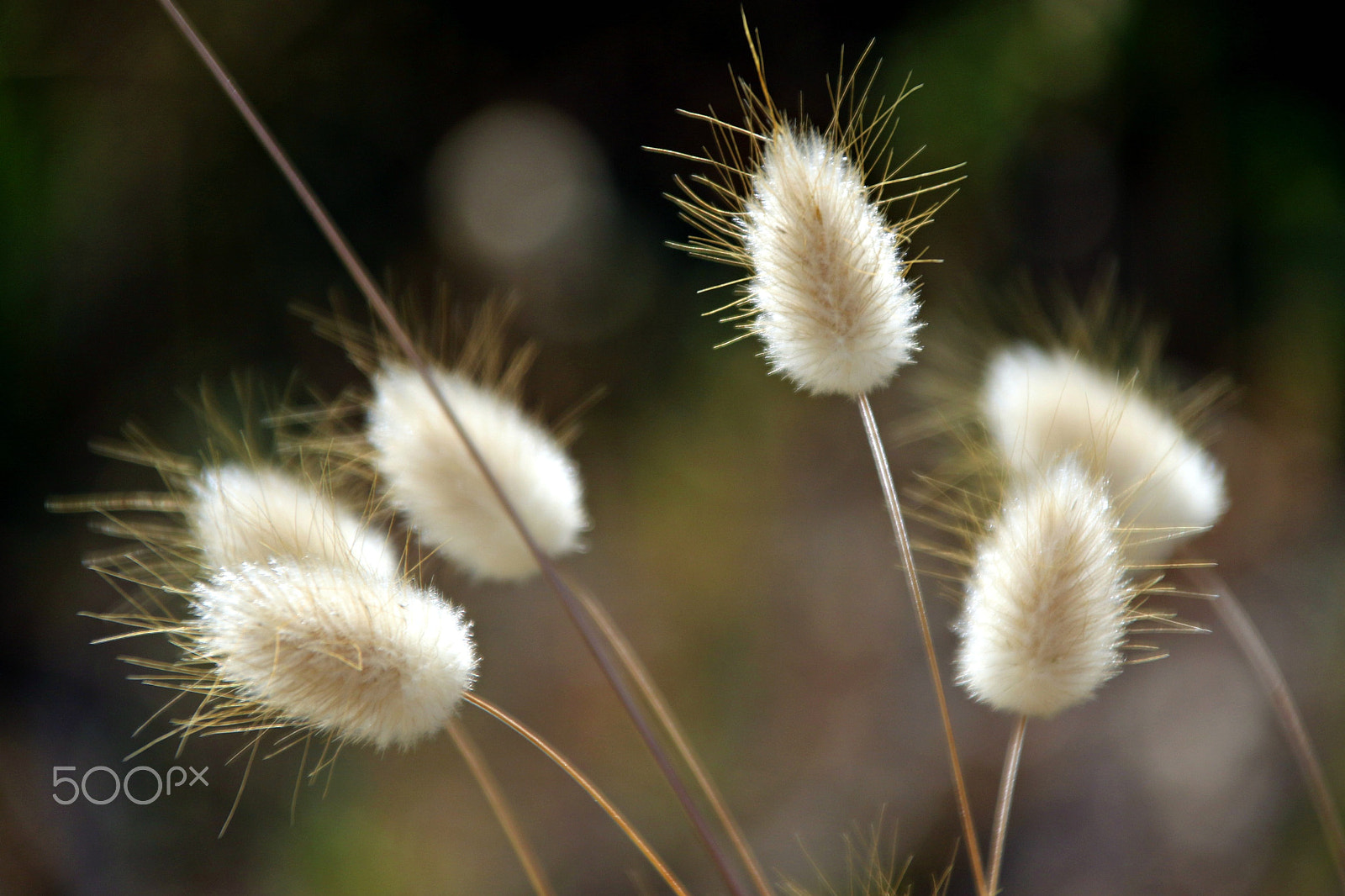 Canon TS-E 90mm F2.8 Tilt-Shift sample photo. Biodiversity photography