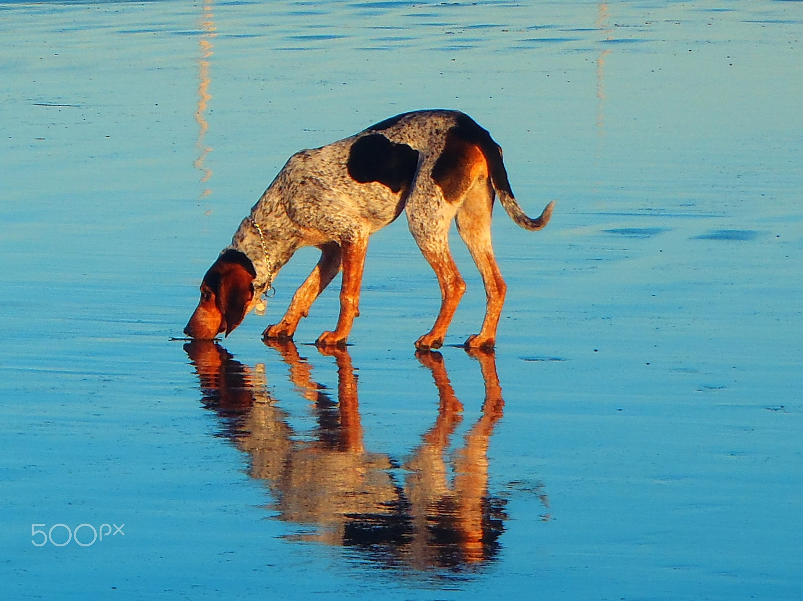 Olympus TG-610 sample photo. Marley walks on crescent beach photography