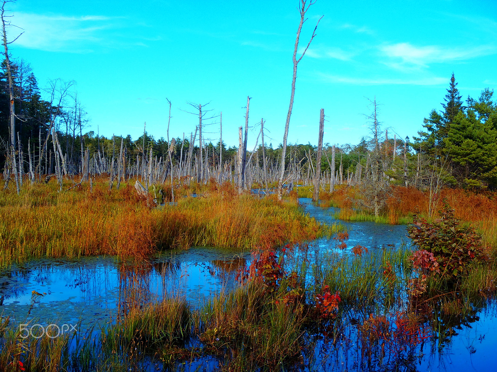 Olympus TG-610 sample photo. Flooded marsh photography