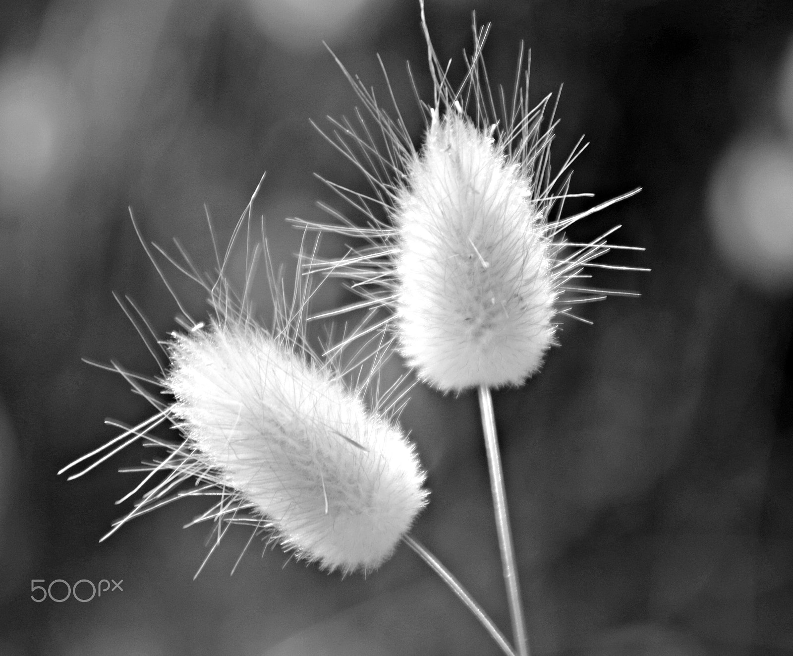 Canon TS-E 90mm F2.8 Tilt-Shift sample photo. Two photography