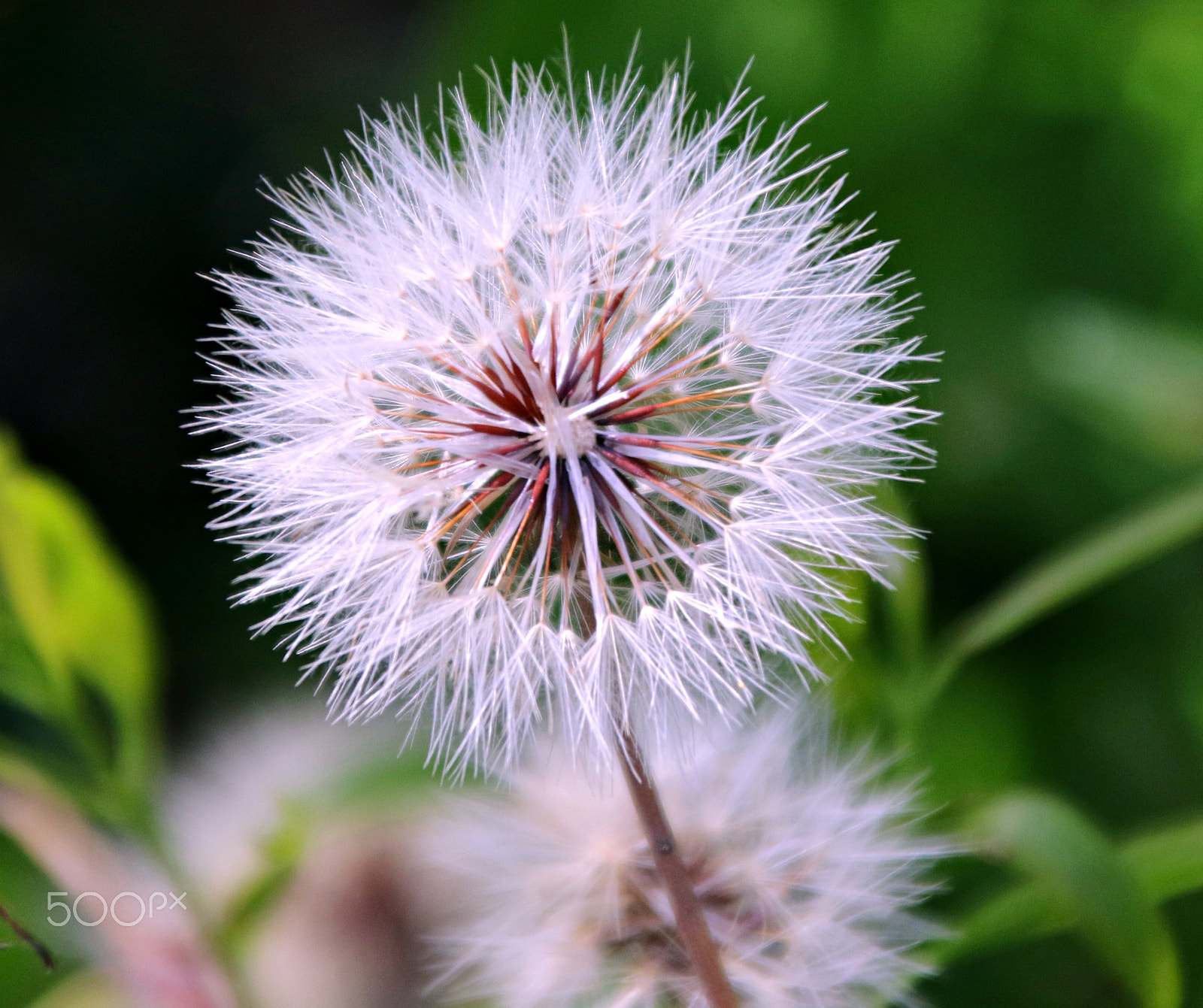 Canon TS-E 90mm F2.8 Tilt-Shift sample photo. Nature photography