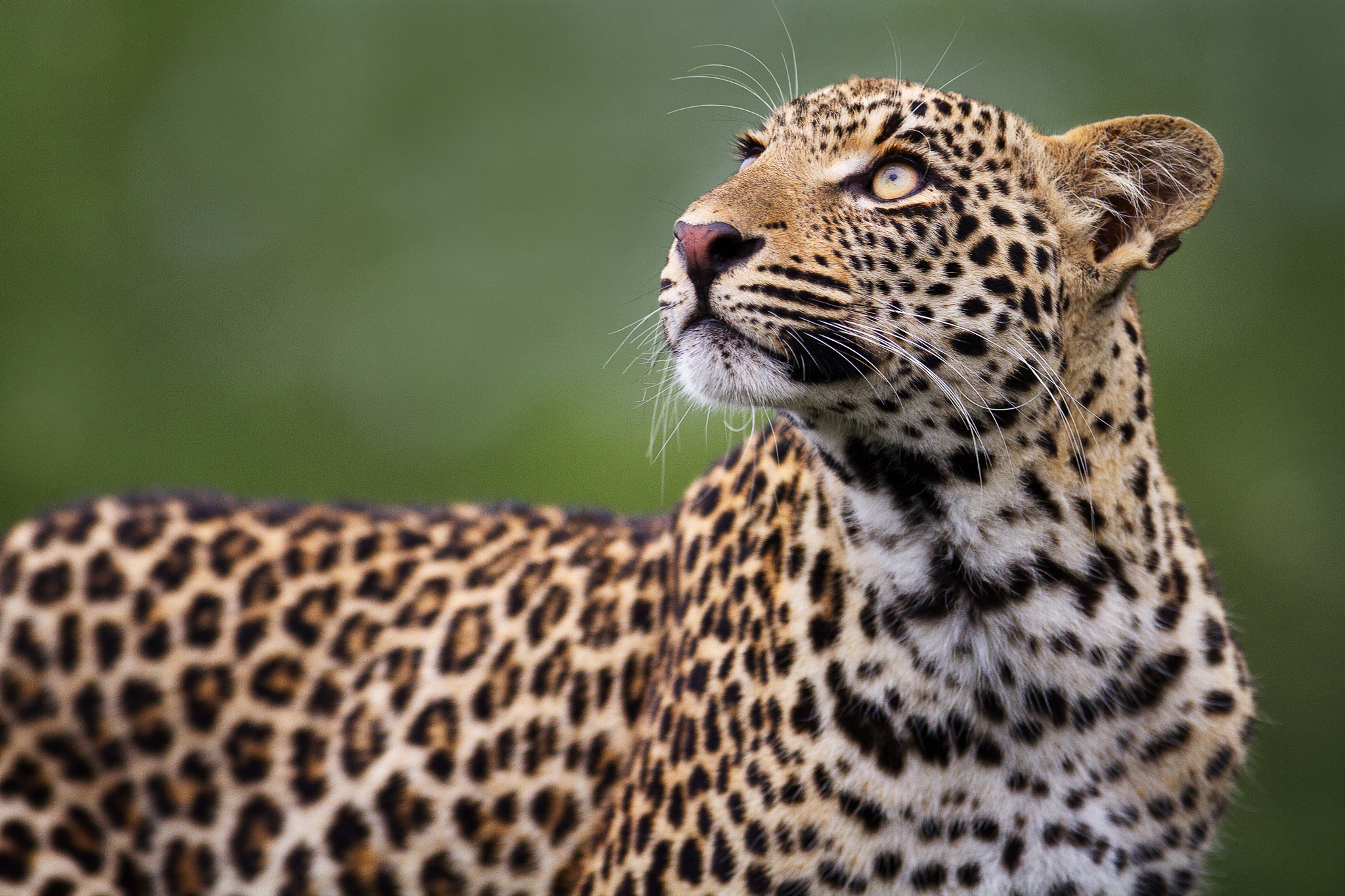 Canon EOS 7D + Canon EF 300mm F2.8L IS USM sample photo. African leopard photography