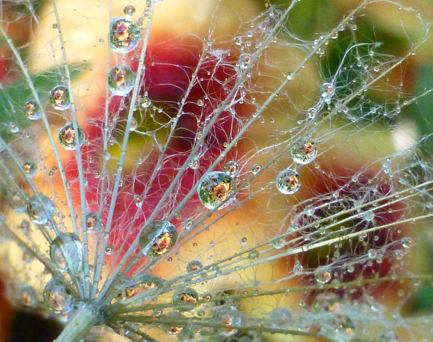 Panasonic Lumix DMC-ZS20 (Lumix DMC-TZ30) sample photo. Rain drops photography