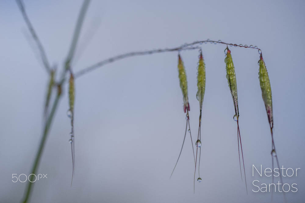 Pentax smc D-FA 50mm F2.8 Macro sample photo. Orvalho photography
