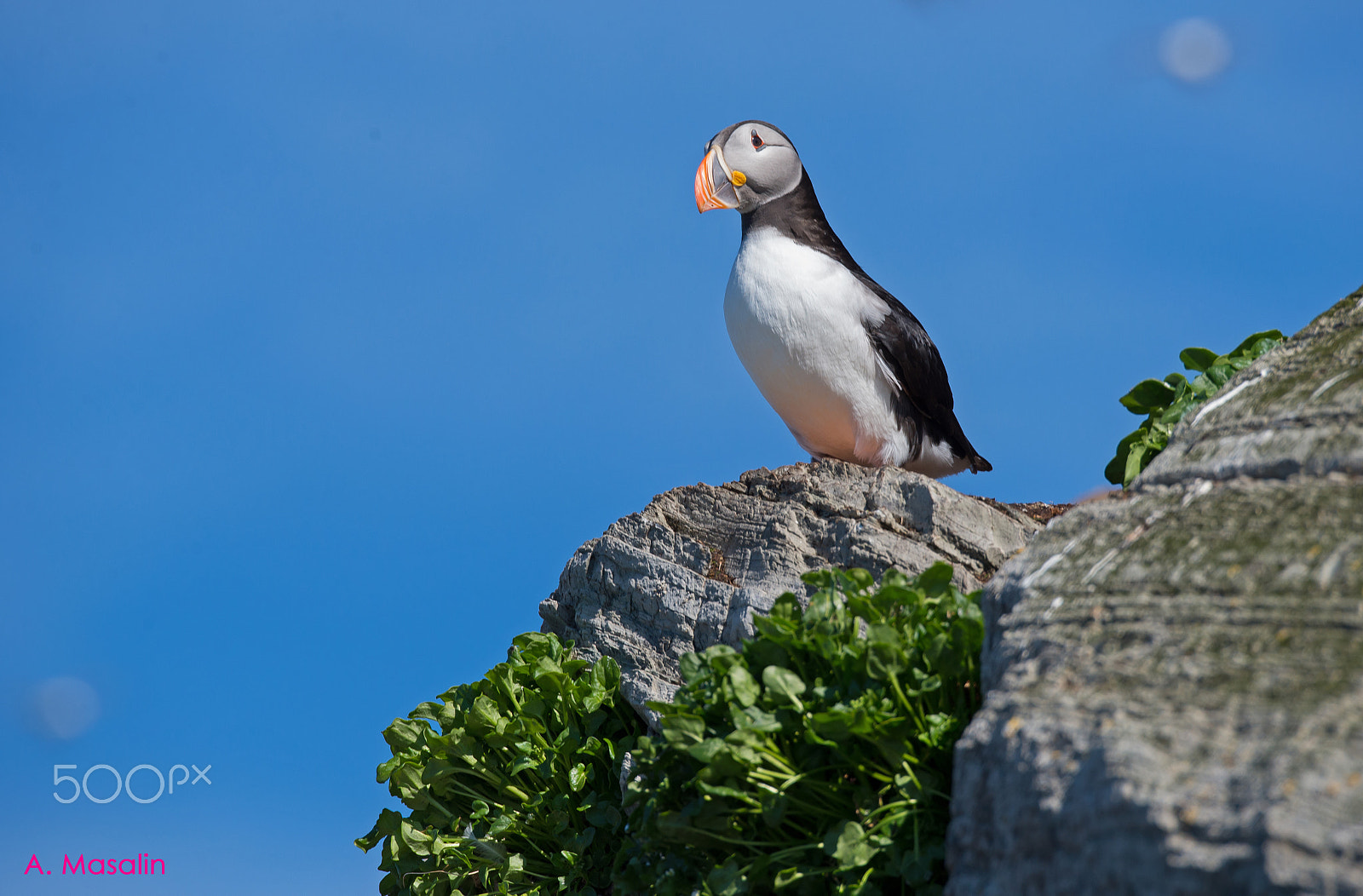 Nikon D600 sample photo. Puffin photography