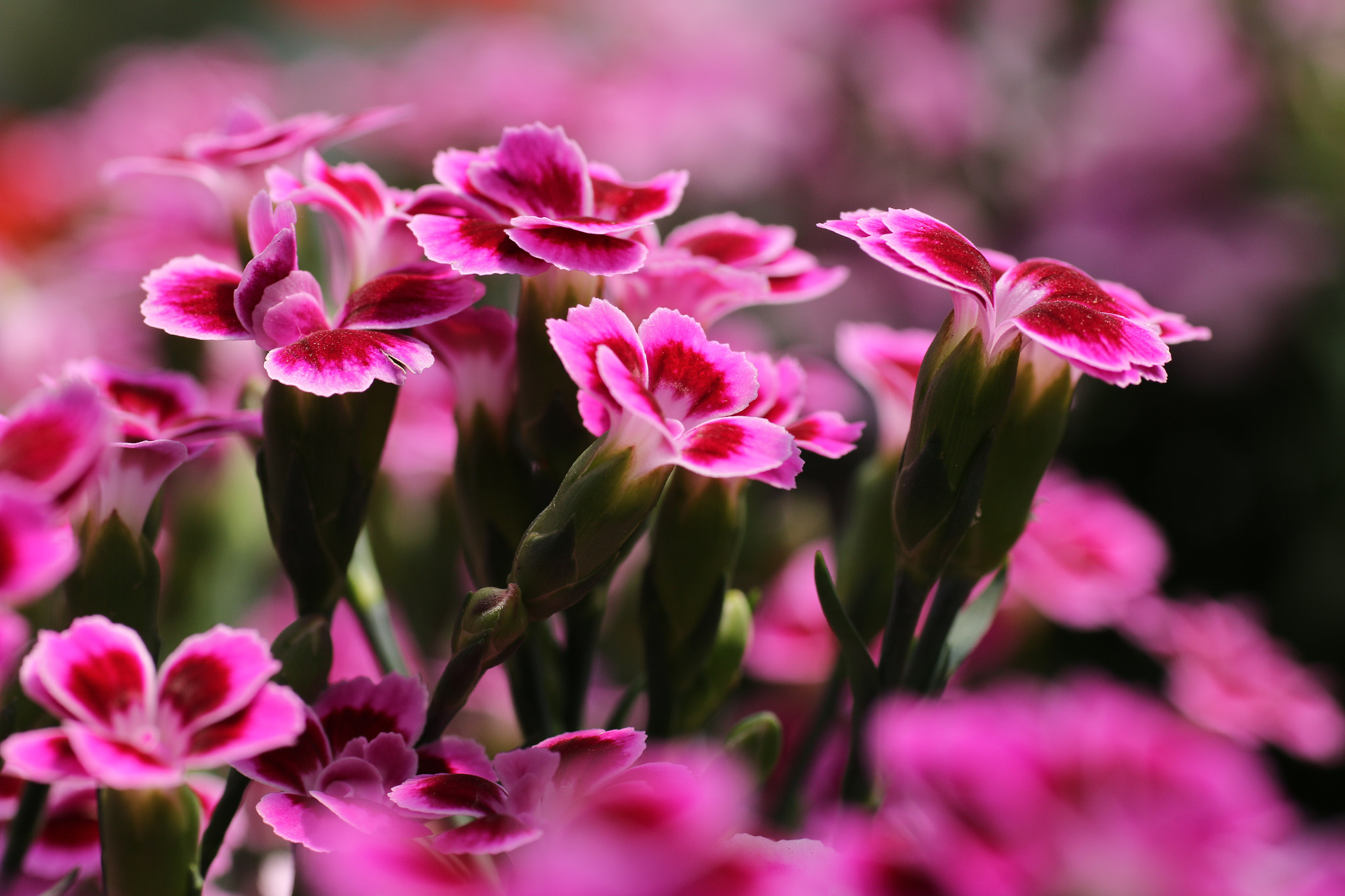 Sigma 70mm F2.8 EX DG Macro sample photo. Dianthus pink kisses photography