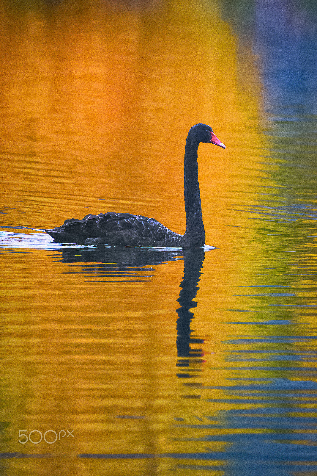 Canon EF 100-400mm F4.5-5.6L IS II USM sample photo. 編輯 photography