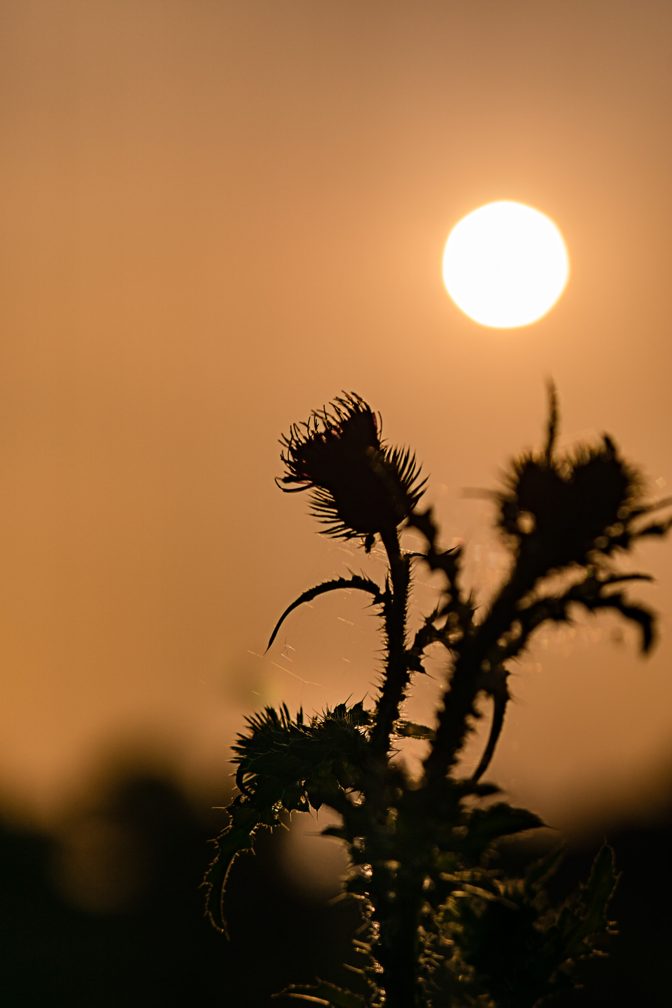 Sony ILCA-77M2 + Sony 85mm F2.8 SAM sample photo. Harmony  photography