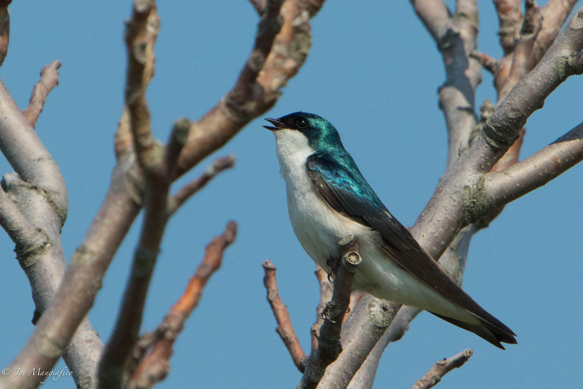 Canon EOS 7D Mark II sample photo. Tree swallow photography