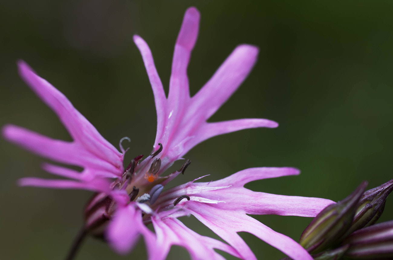 Pentax K-500 + Pentax smc D-FA 50mm F2.8 Macro sample photo. Silene flos-cuculi photography