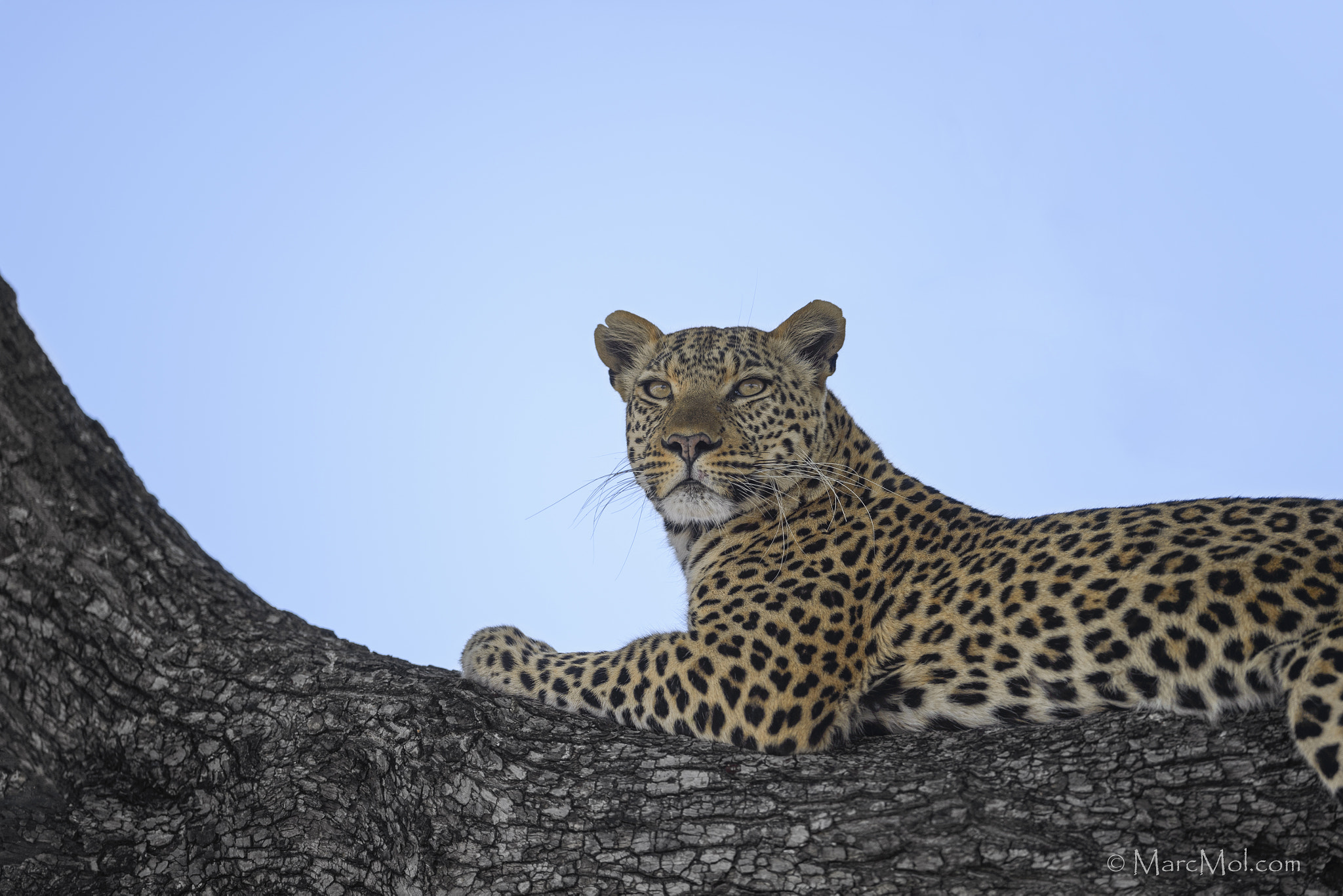 Nikon D4S + Nikon AF-S Nikkor 400mm F2.8E FL ED VR sample photo. Selinda leopardess photography