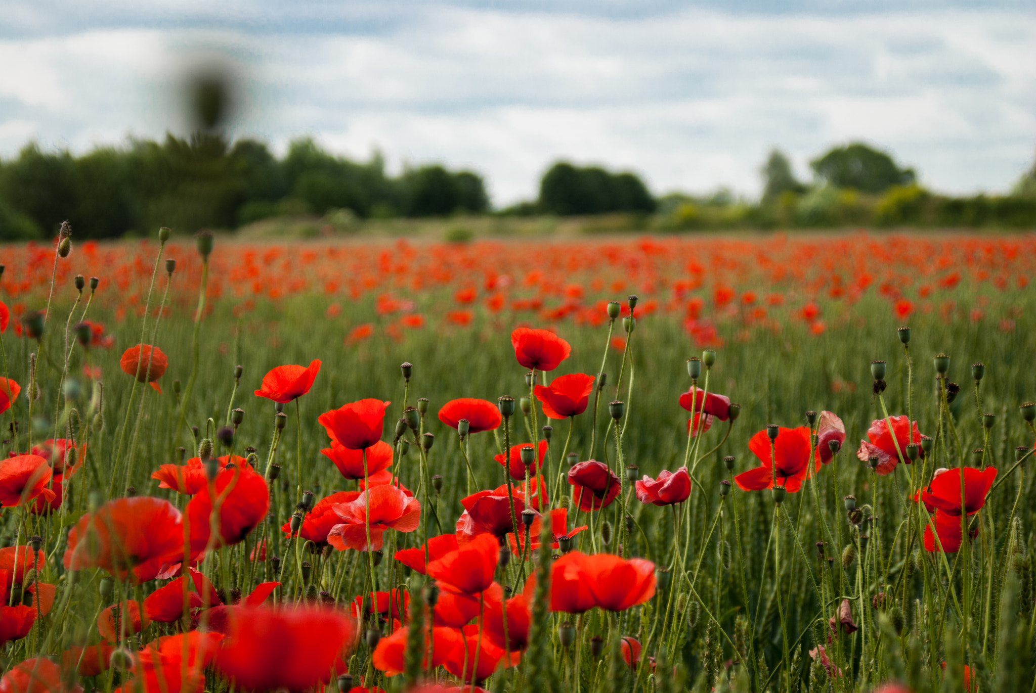 Nikon D80 + AF Zoom-Nikkor 28-80mm f/3.3-5.6G sample photo. Field of poppies photography