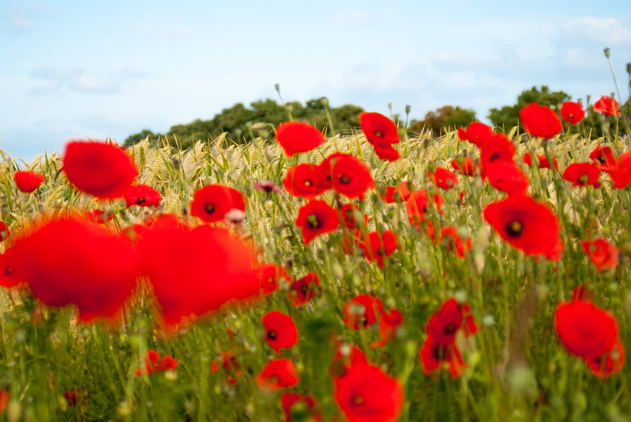 Nikon D80 + AF Zoom-Nikkor 28-80mm f/3.3-5.6G sample photo. Wheat and poppies photography