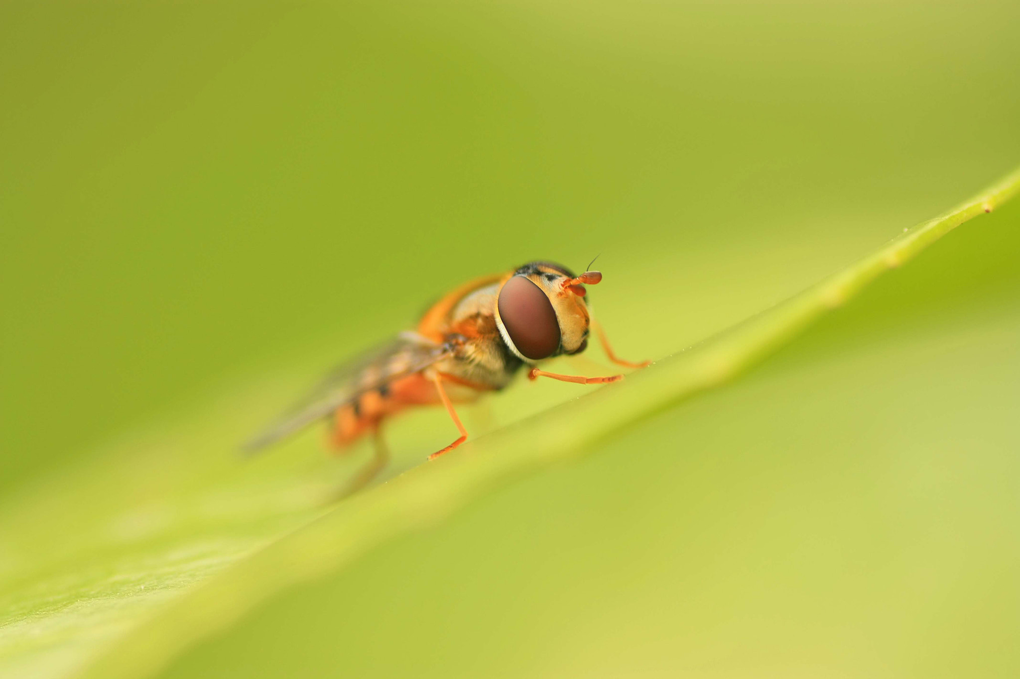 Canon EOS 450D (EOS Rebel XSi / EOS Kiss X2) + Tamron SP AF 90mm F2.8 Di Macro sample photo. Hoverfly.jpg photography