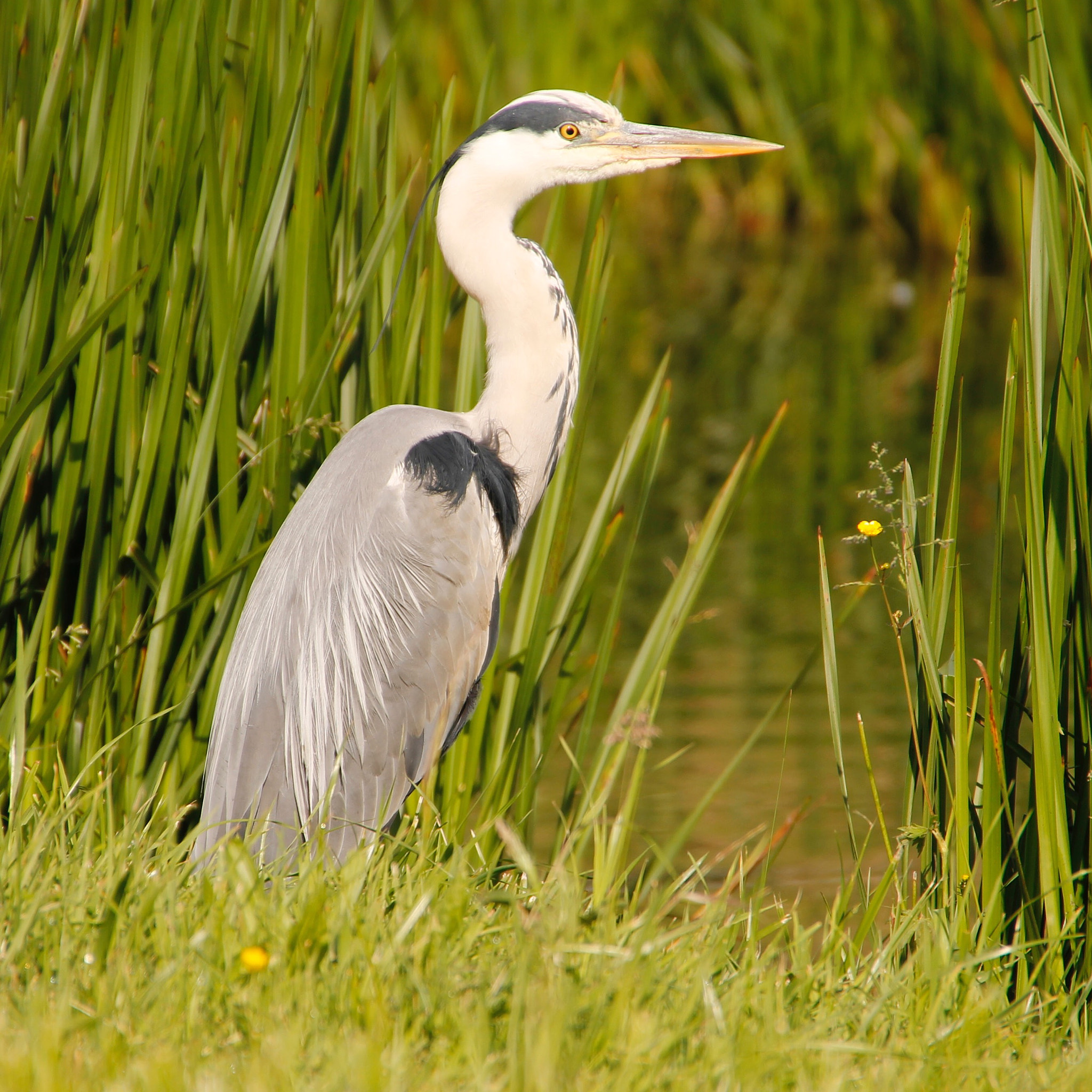 Canon 18-250mm sample photo