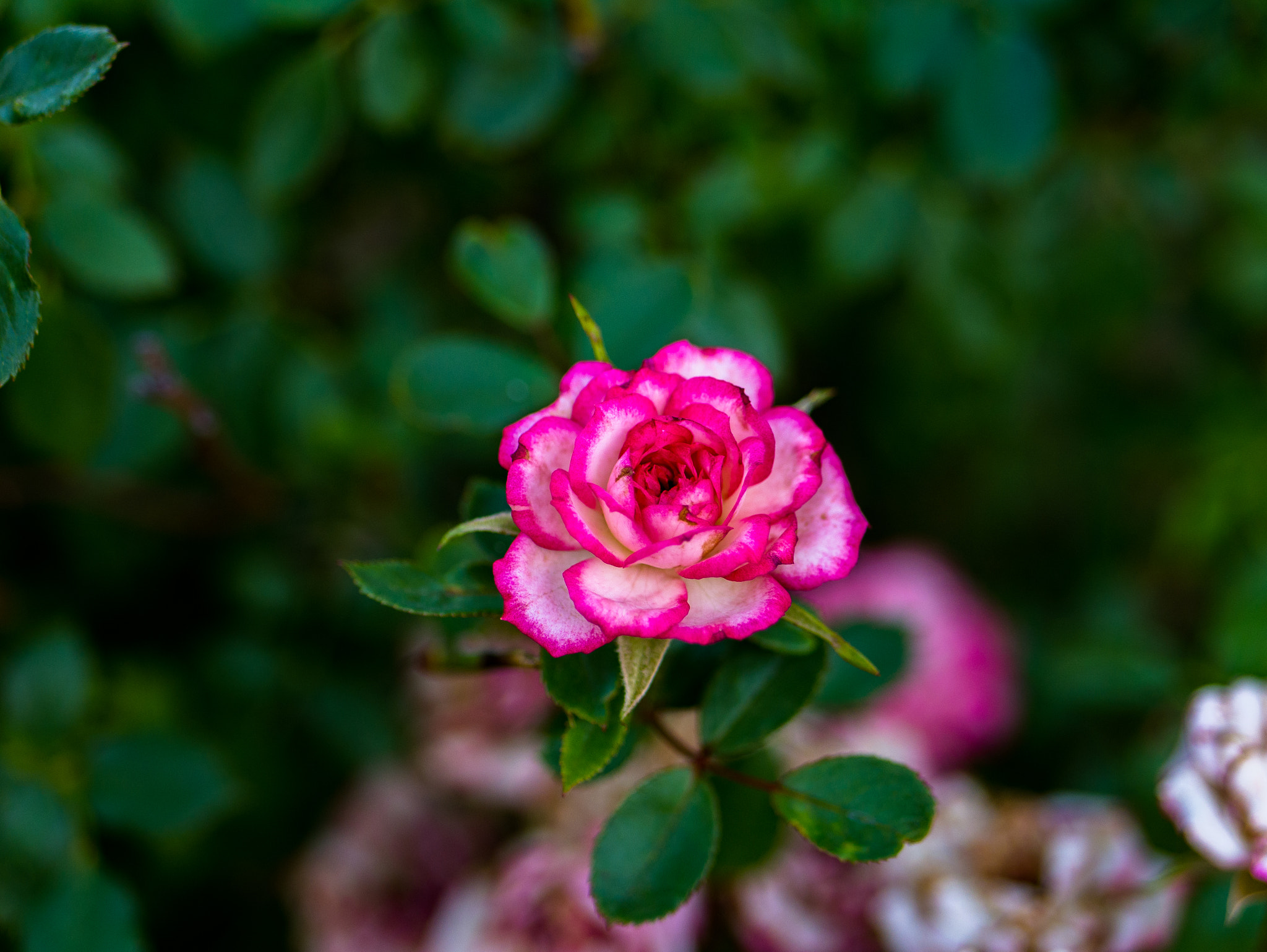 Panasonic Lumix G 42.5mm F1.7 ASPH Power OIS sample photo. "everything/everybody has flaws, but we're all still beautiful."  photography