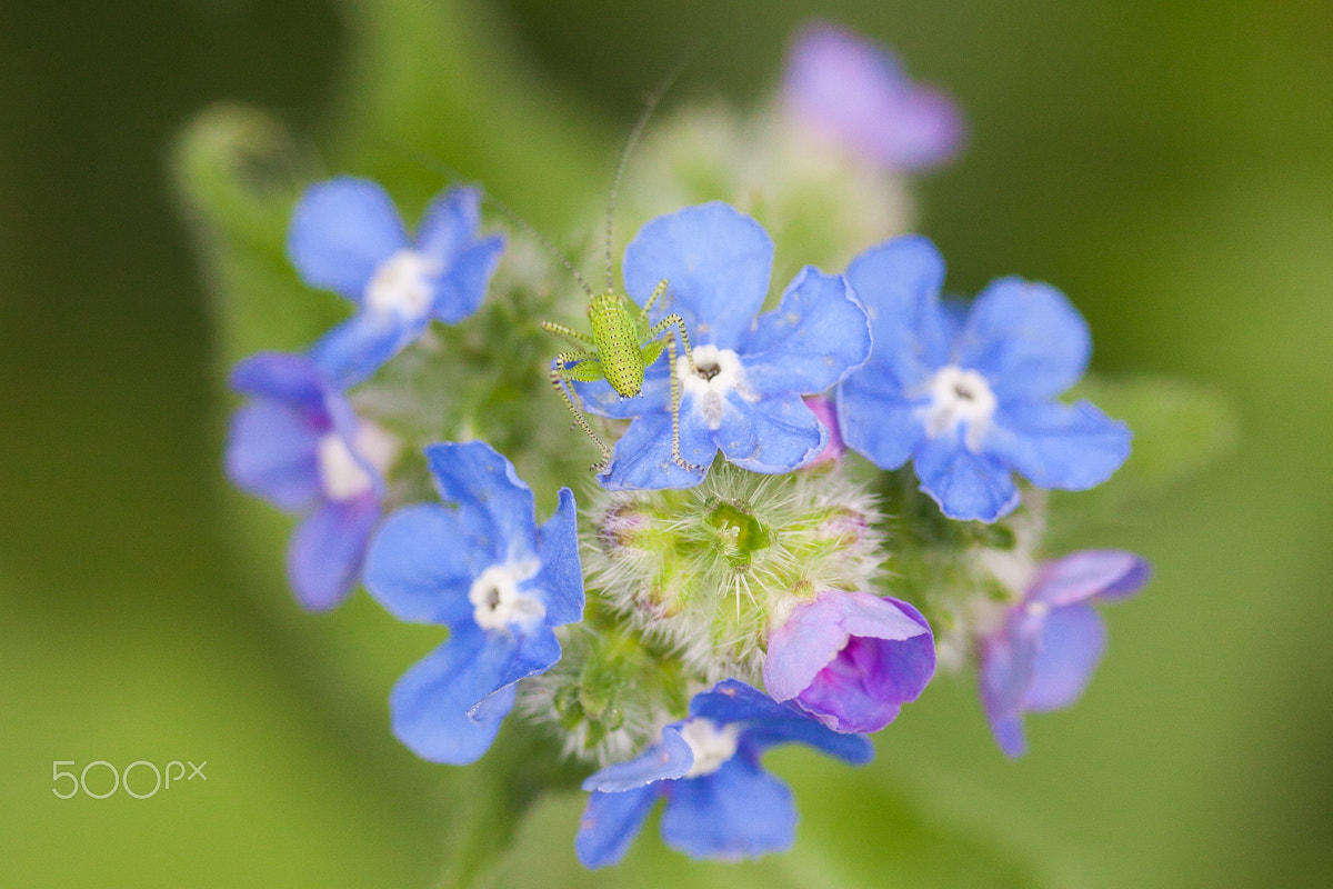 Canon EF-S 60mm F2.8 Macro USM sample photo. Between the flowers photography