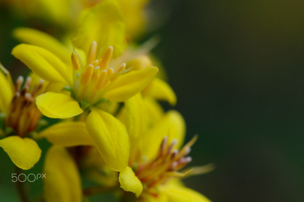 Canon EOS 650D (EOS Rebel T4i / EOS Kiss X6i) sample photo. Little yellow flower photography
