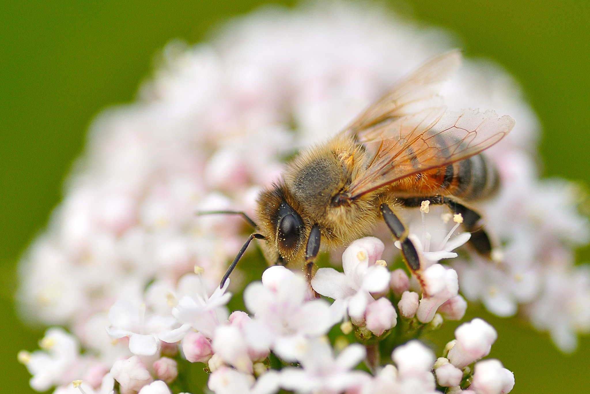 Tamron SP AF 90mm F2.8 Di Macro sample photo. Bzzzzz photography