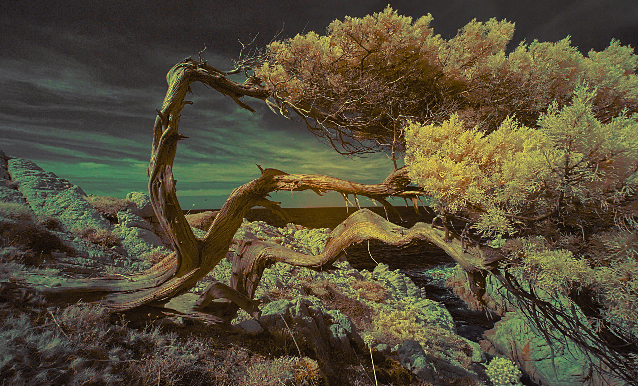 Nikon D80 sample photo. Life against the wind photography
