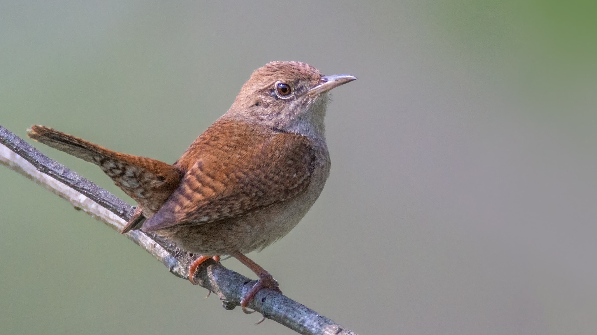 Canon EF 600mm F4L IS USM sample photo