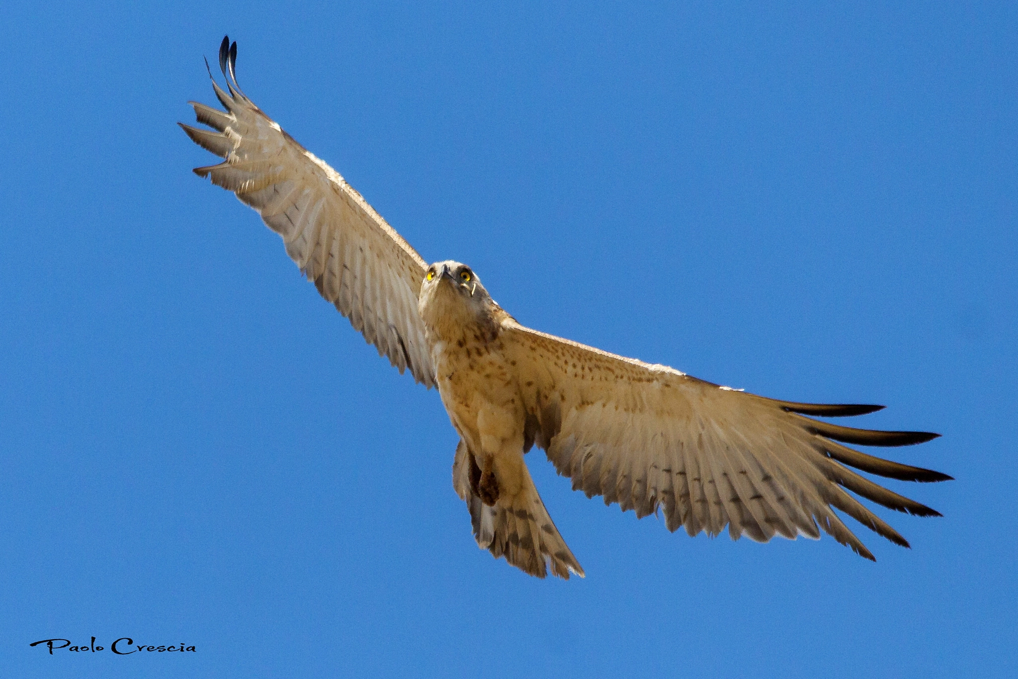 Sigma 150-500mm F5-6.3 DG OS HSM sample photo. Biancone photography