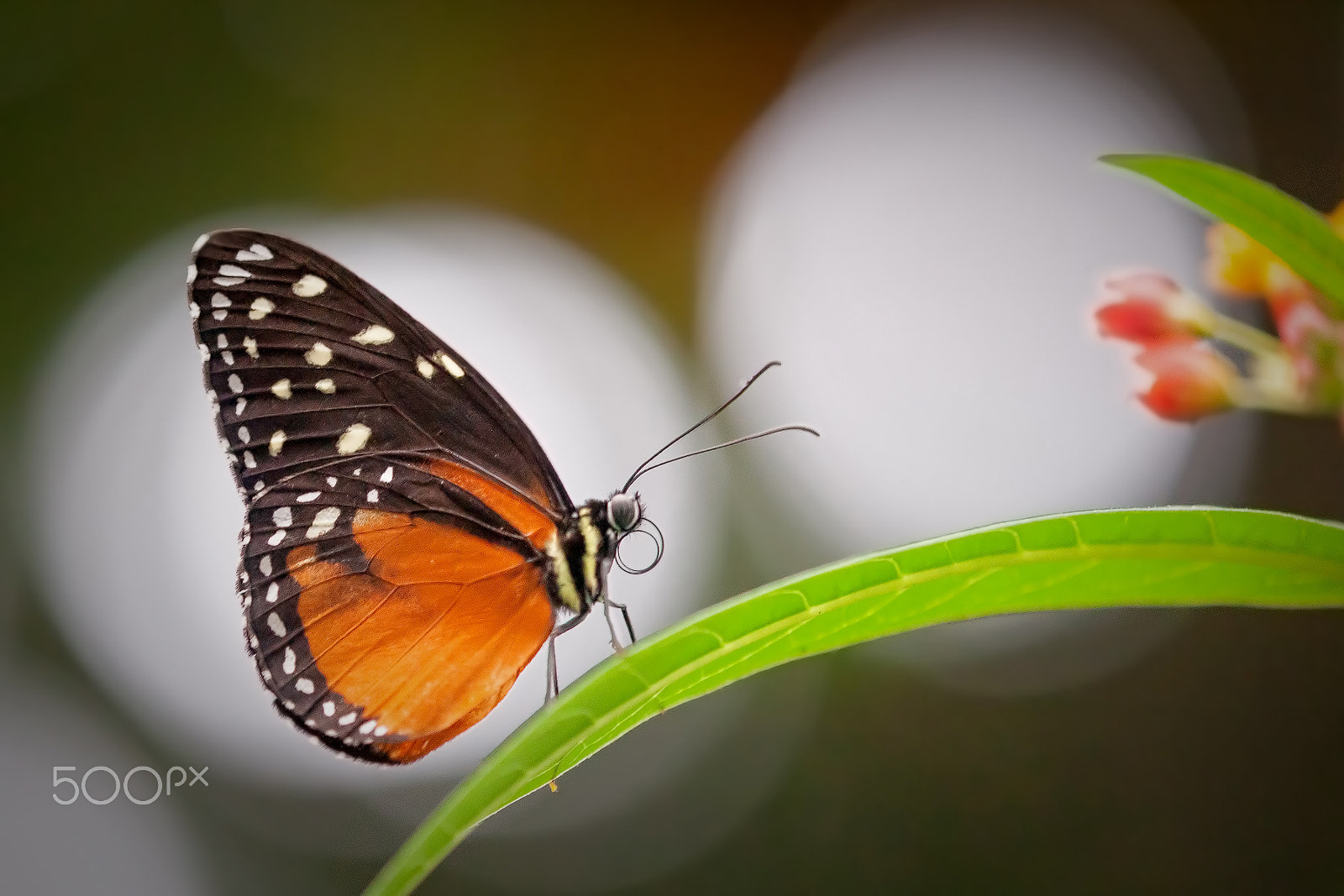 Canon EOS-1D Mark II N + Tamron SP AF 180mm F3.5 Di LD (IF) Macro sample photo. Tightrope walker in spotlight photography