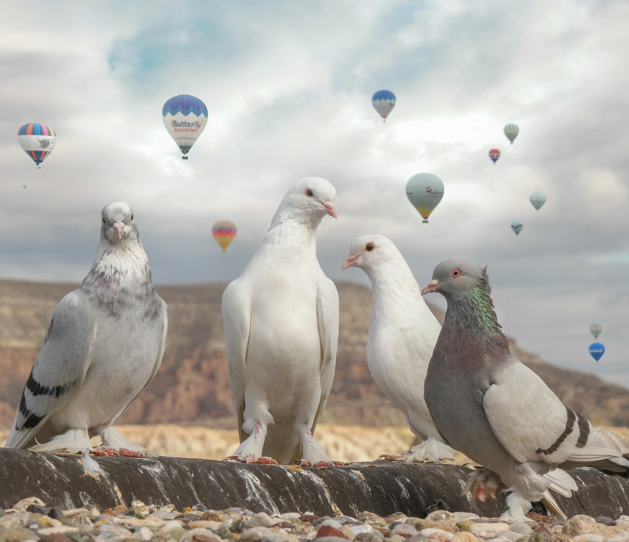 Samsung NX500 + NX 50-200mm F4-5.6 sample photo. Pigeons photography