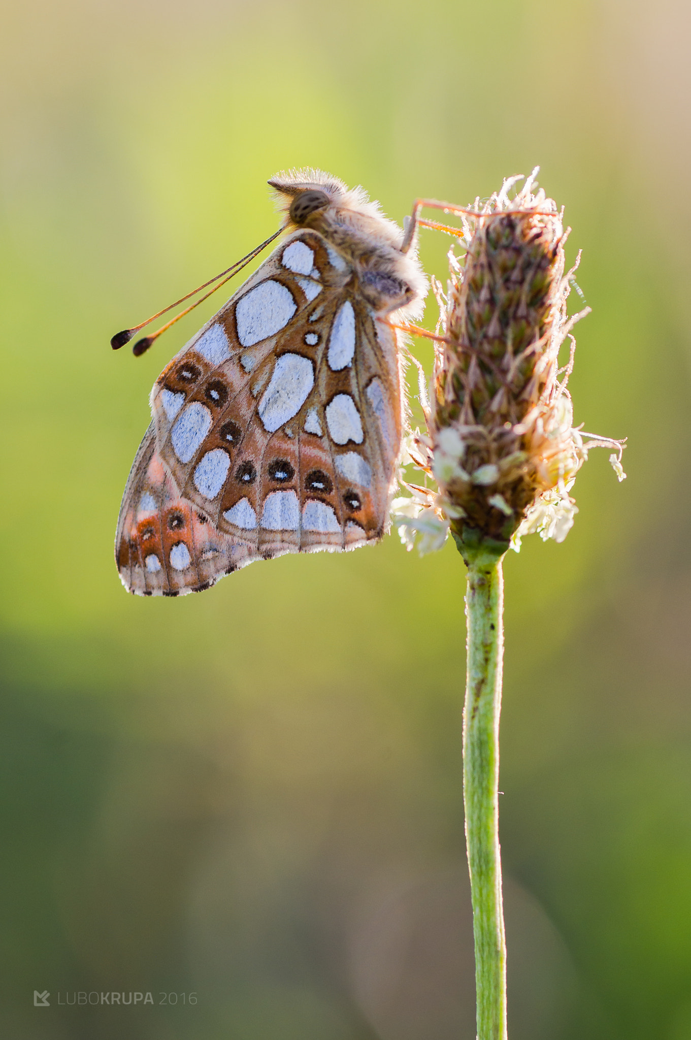 Pentax K-r + Tamron SP AF 90mm F2.8 Di Macro sample photo. Issoria lathonia photography