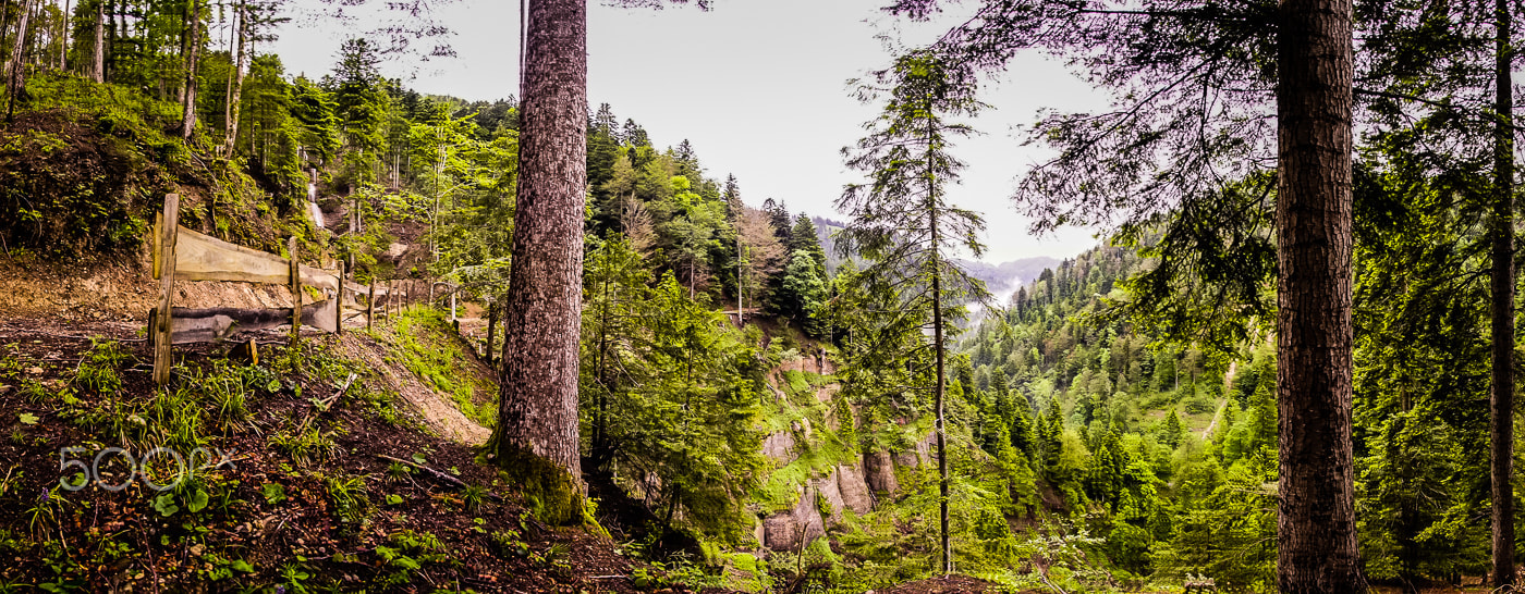 Sony a7R II + Sony 16mm F2.8 Fisheye sample photo. Magic forrest photography