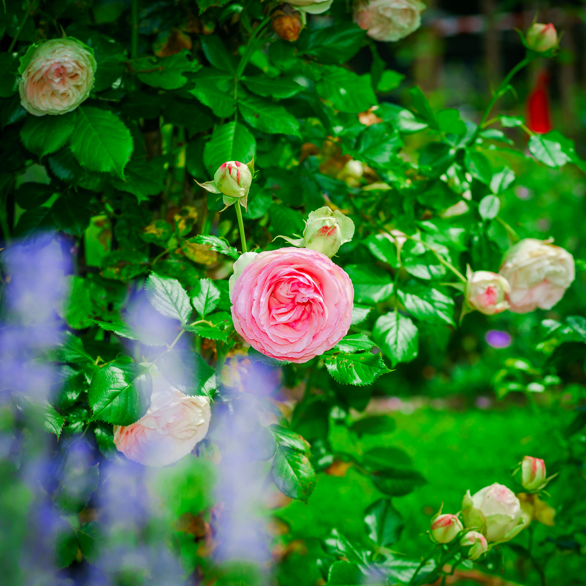 Sony a99 II + Minolta AF 100mm F2.8 Macro [New] sample photo. Botanic garden with blossom flowers, andlau, alsace photography