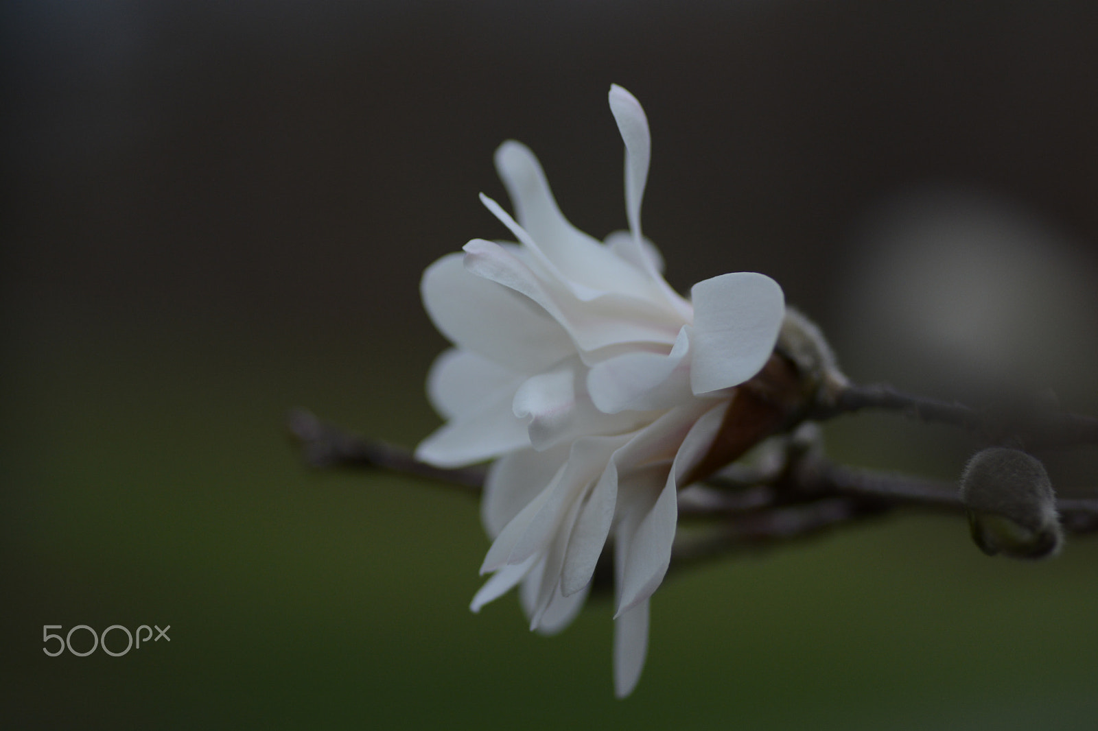 Nikon D7100 + Tokina AT-X Pro 100mm F2.8 Macro sample photo. White flower photography