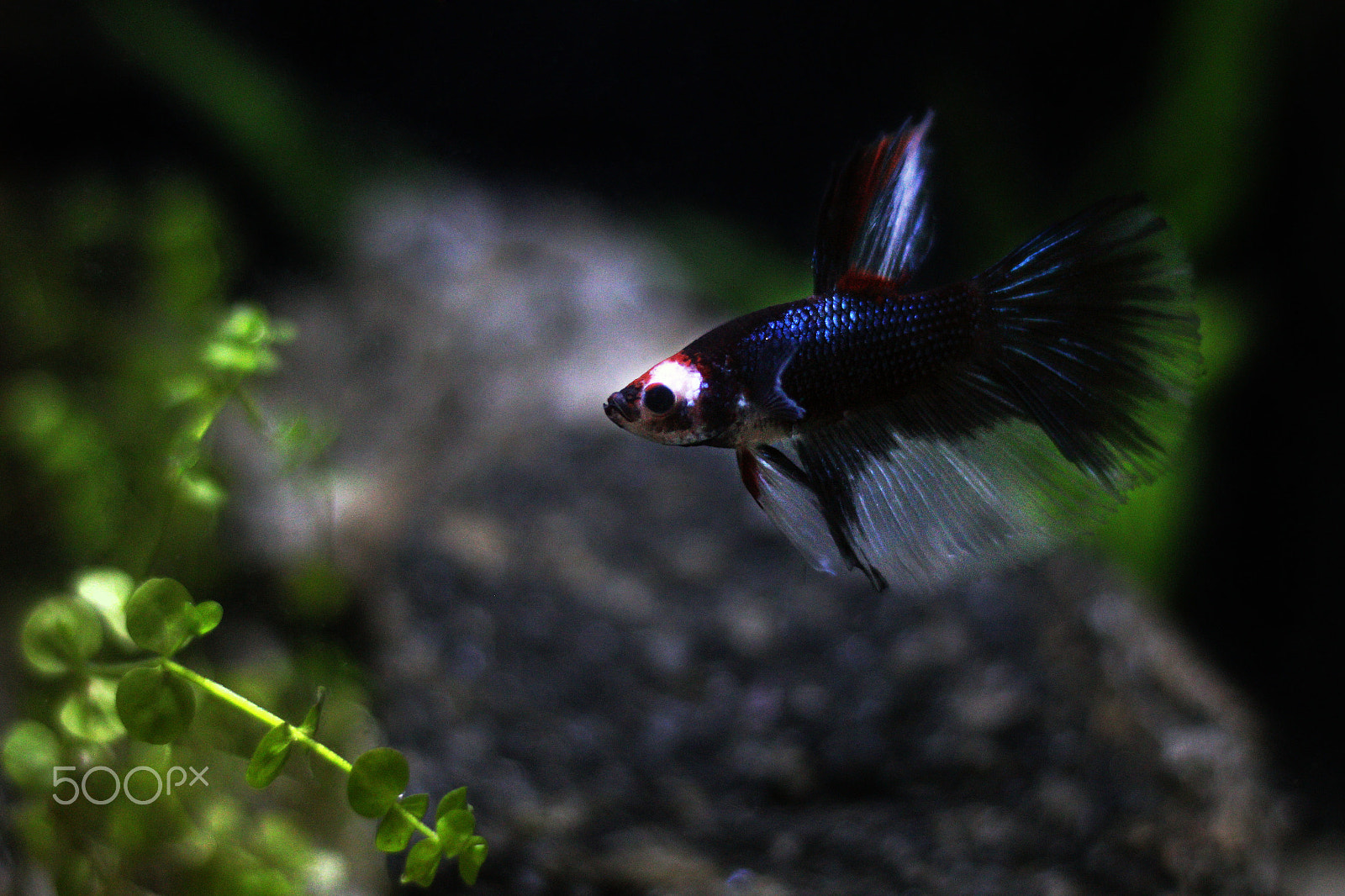 Canon EOS M + Canon EF 50mm F1.8 STM sample photo. Mr. marble super delta betta photography