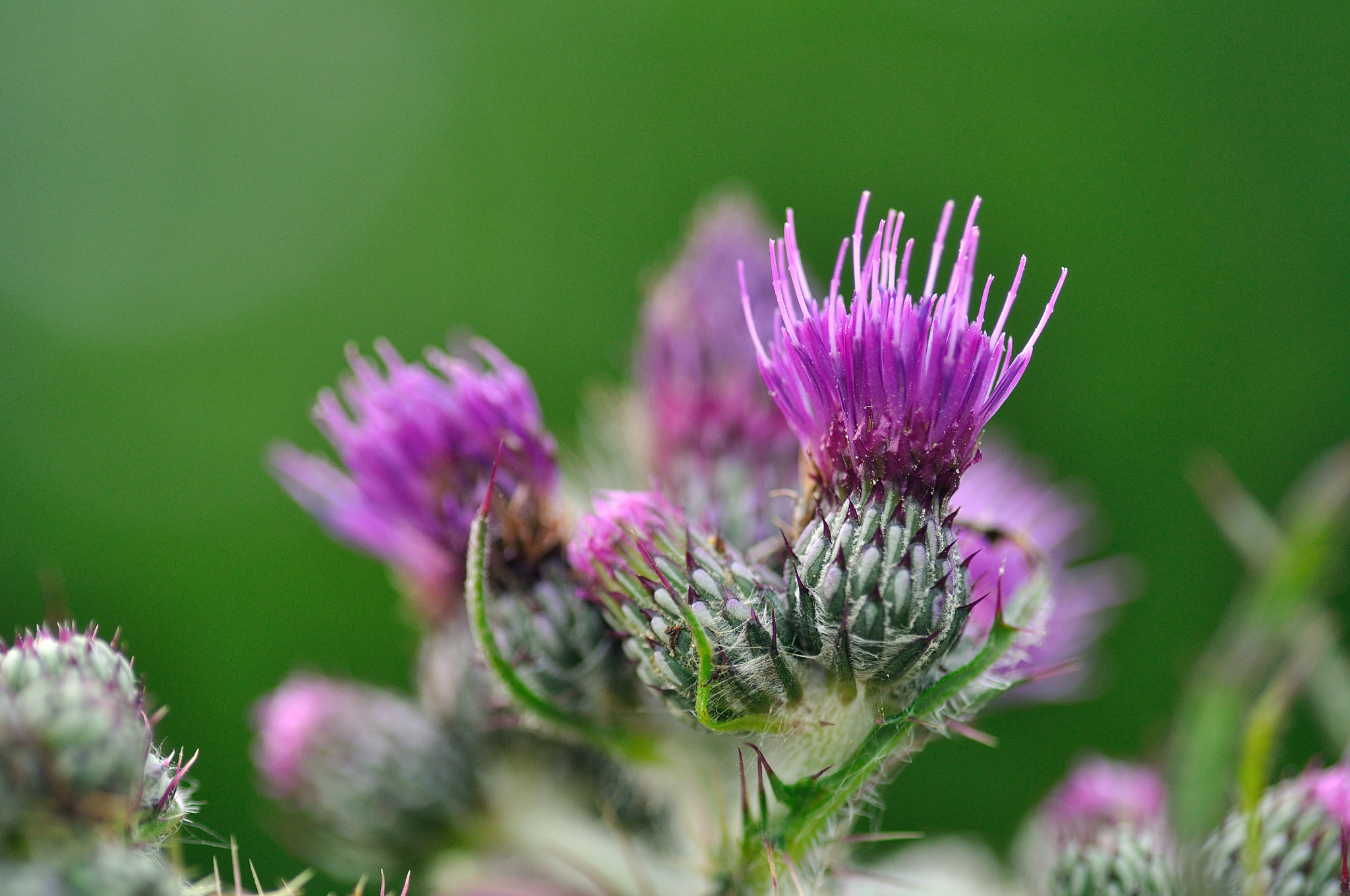 Tamron SP AF 90mm F2.8 Di Macro sample photo. Thistle photography