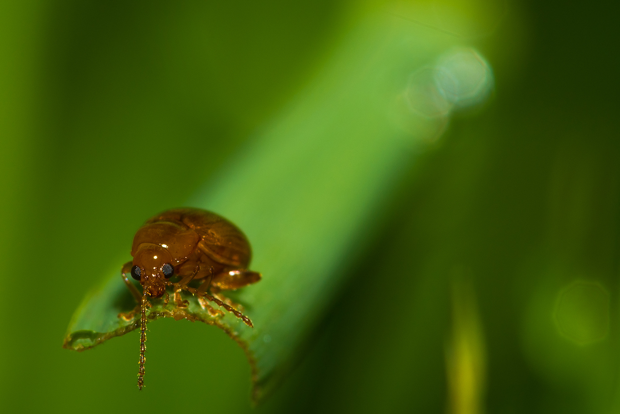 Nikon D810 + Nikon AF Micro-Nikkor 200mm F4D ED-IF sample photo. Eat you way out ! photography