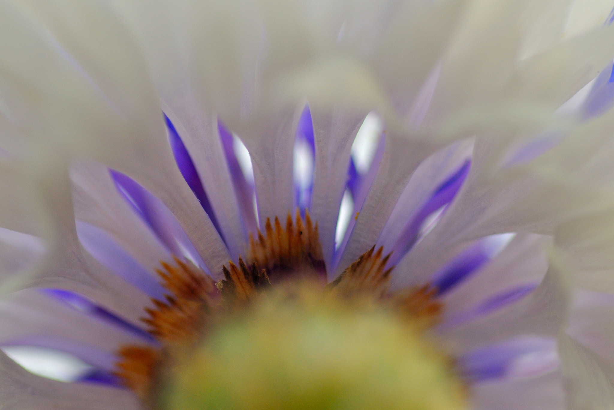 Tamron SP AF 90mm F2.8 Di Macro sample photo. Bloemen photography