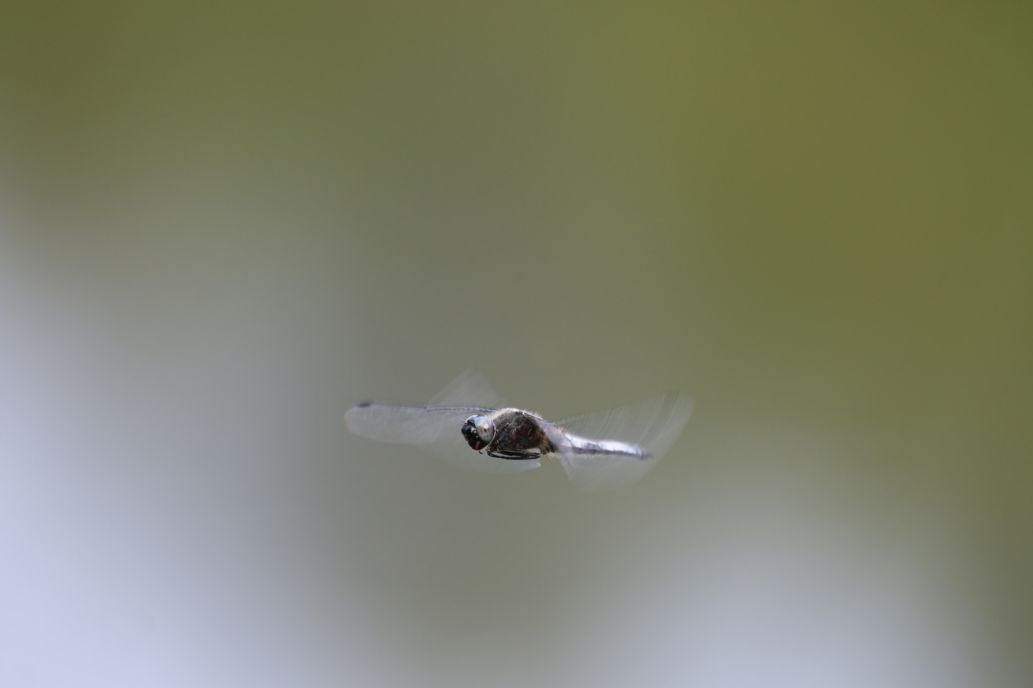 Canon EF 100-400mm F4.5-5.6L IS II USM sample photo. Flying dragonfly photography