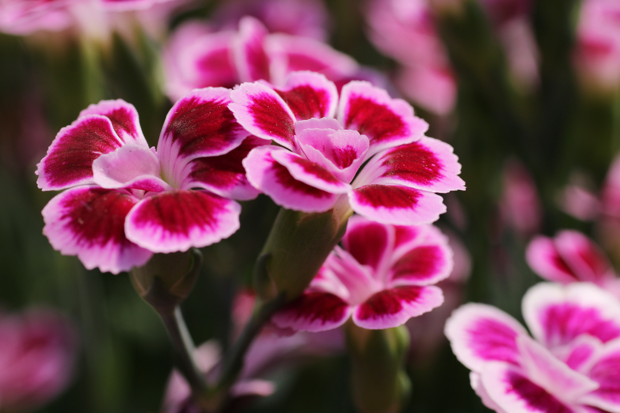 Sigma 70mm F2.8 EX DG Macro sample photo. Dianthus photography