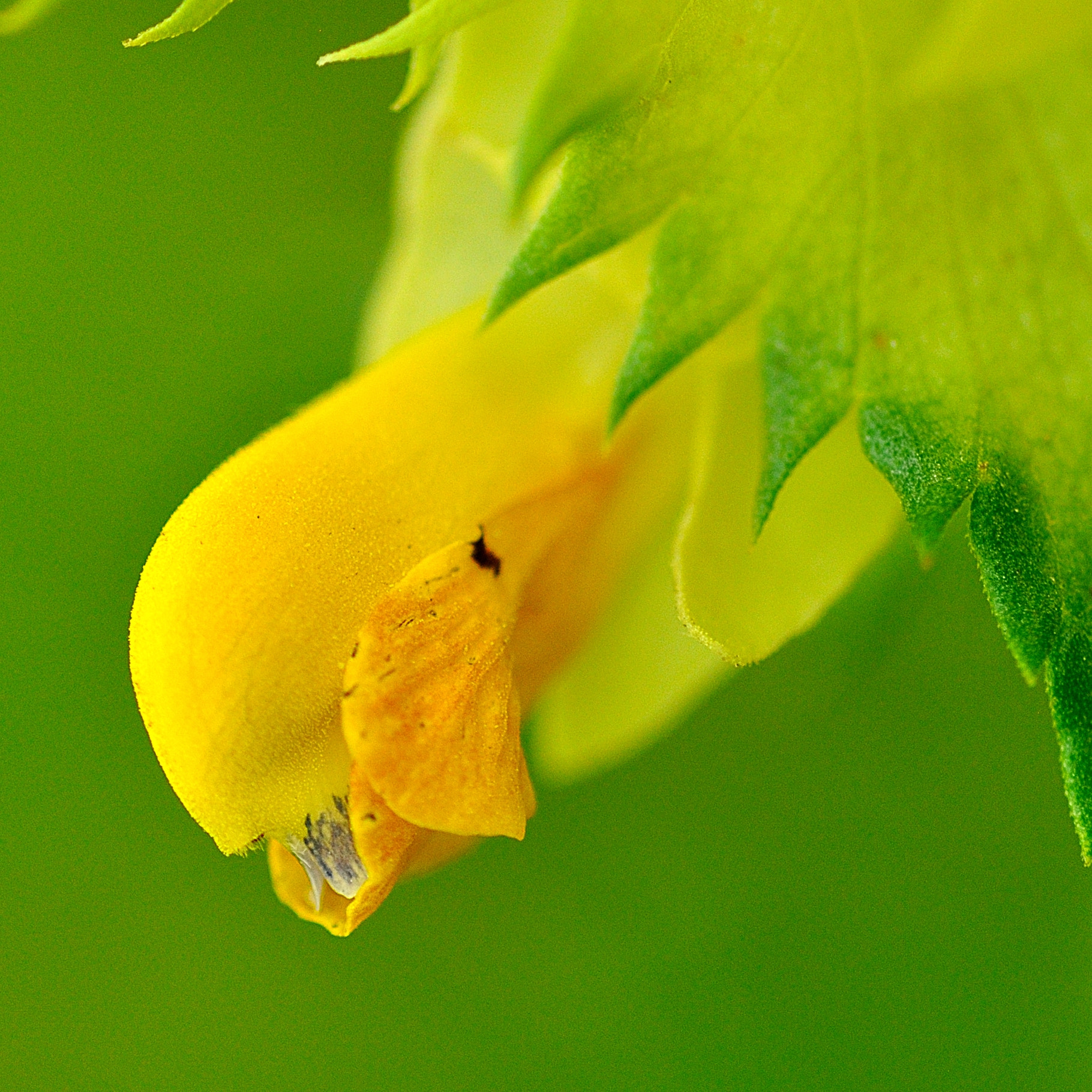 Tamron SP AF 90mm F2.8 Di Macro sample photo. Yellow and green photography