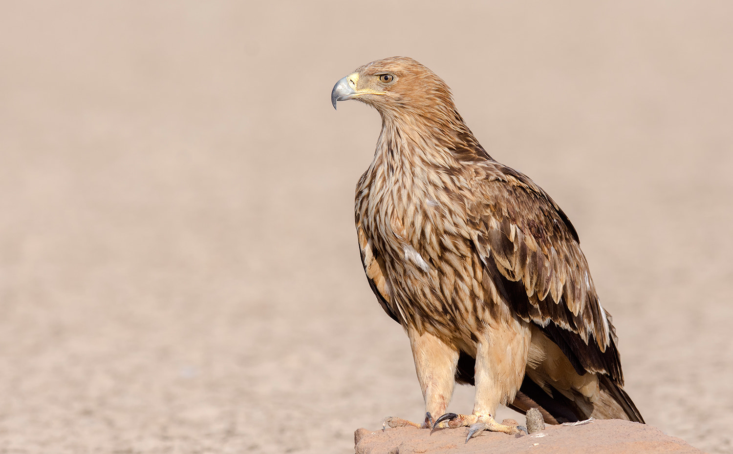 Nikon AF-S Nikkor 600mm F4E FL ED VR sample photo. Eastern imperial eagle photography