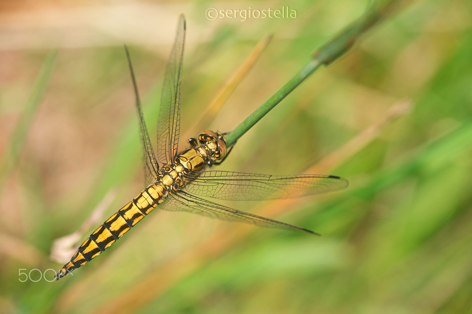 Sigma 150mm F2.8 EX DG Macro HSM sample photo. Orthetrum cancellatum male photography
