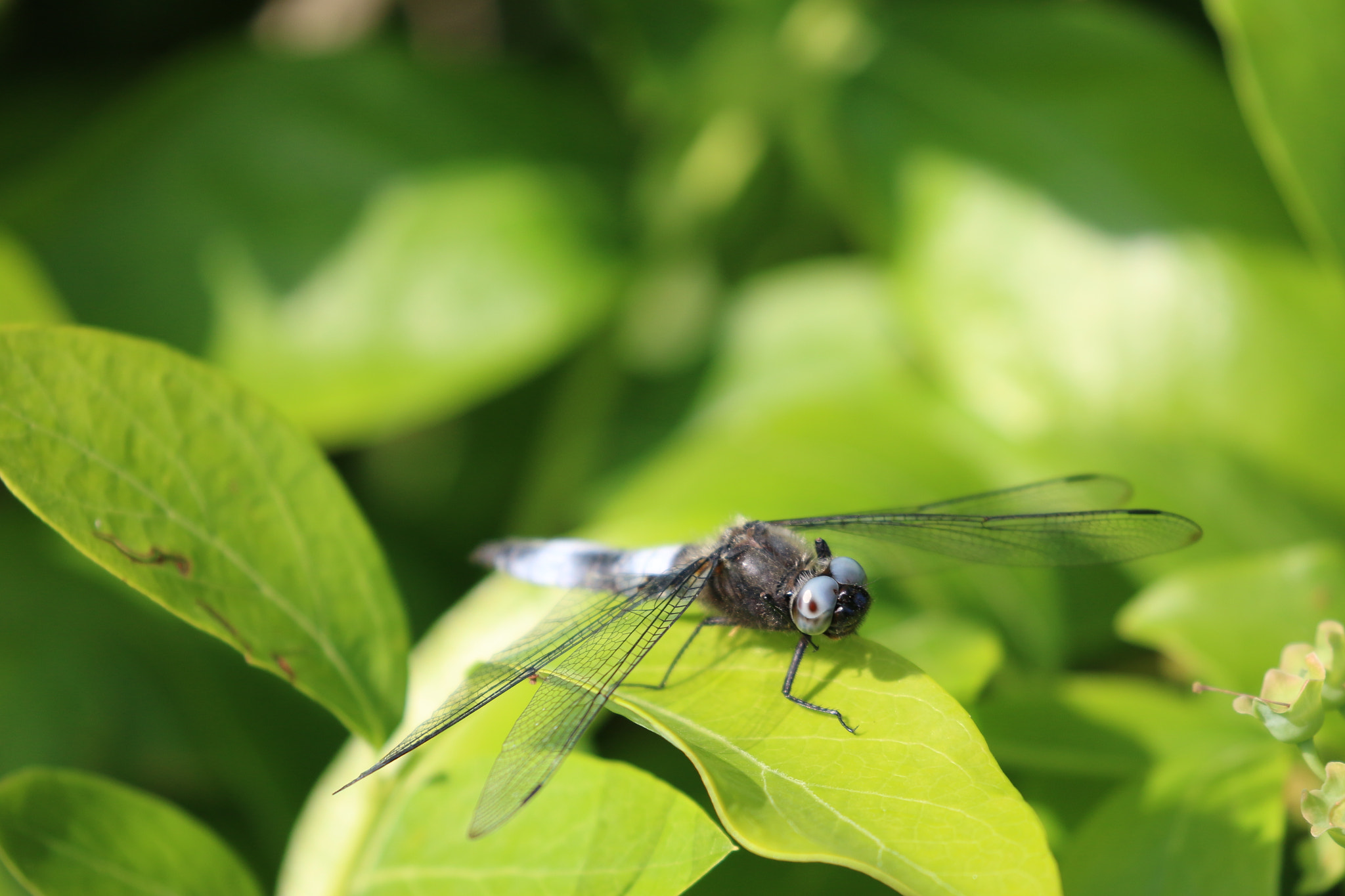Canon EF 100-400mm F4.5-5.6L IS II USM sample photo. Dragonfly in sunshine photography