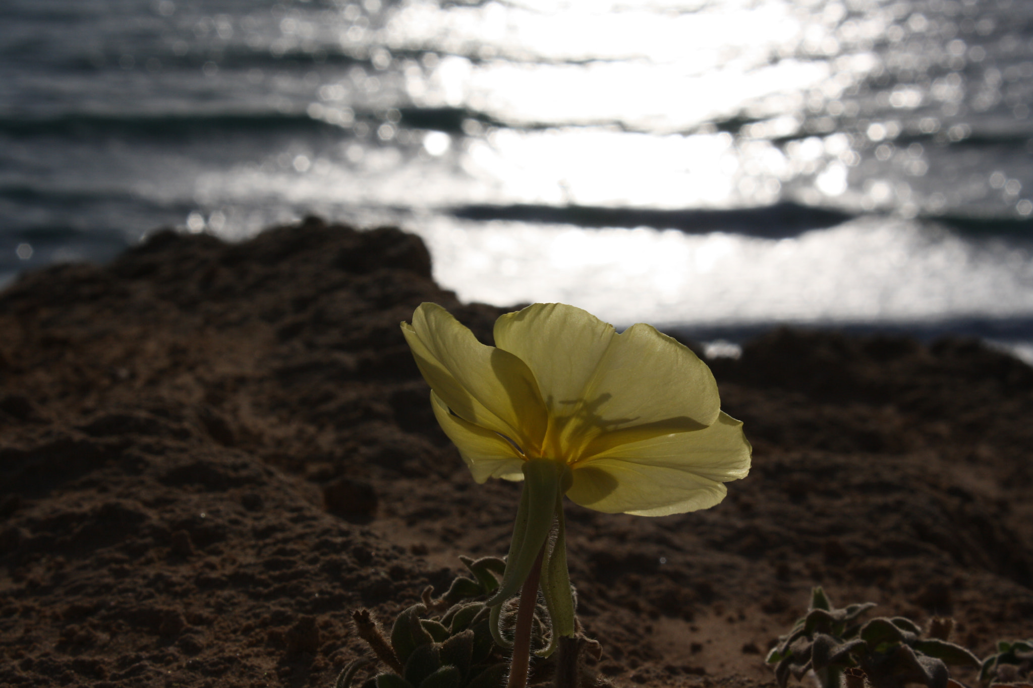 Canon EOS 1000D (EOS Digital Rebel XS / EOS Kiss F) sample photo. Flower photography