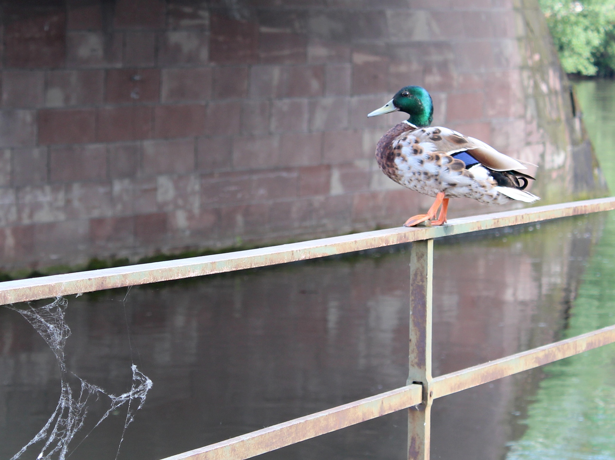 Canon EF-S 18-55mm F3.5-5.6 III sample photo. Mr duck photography