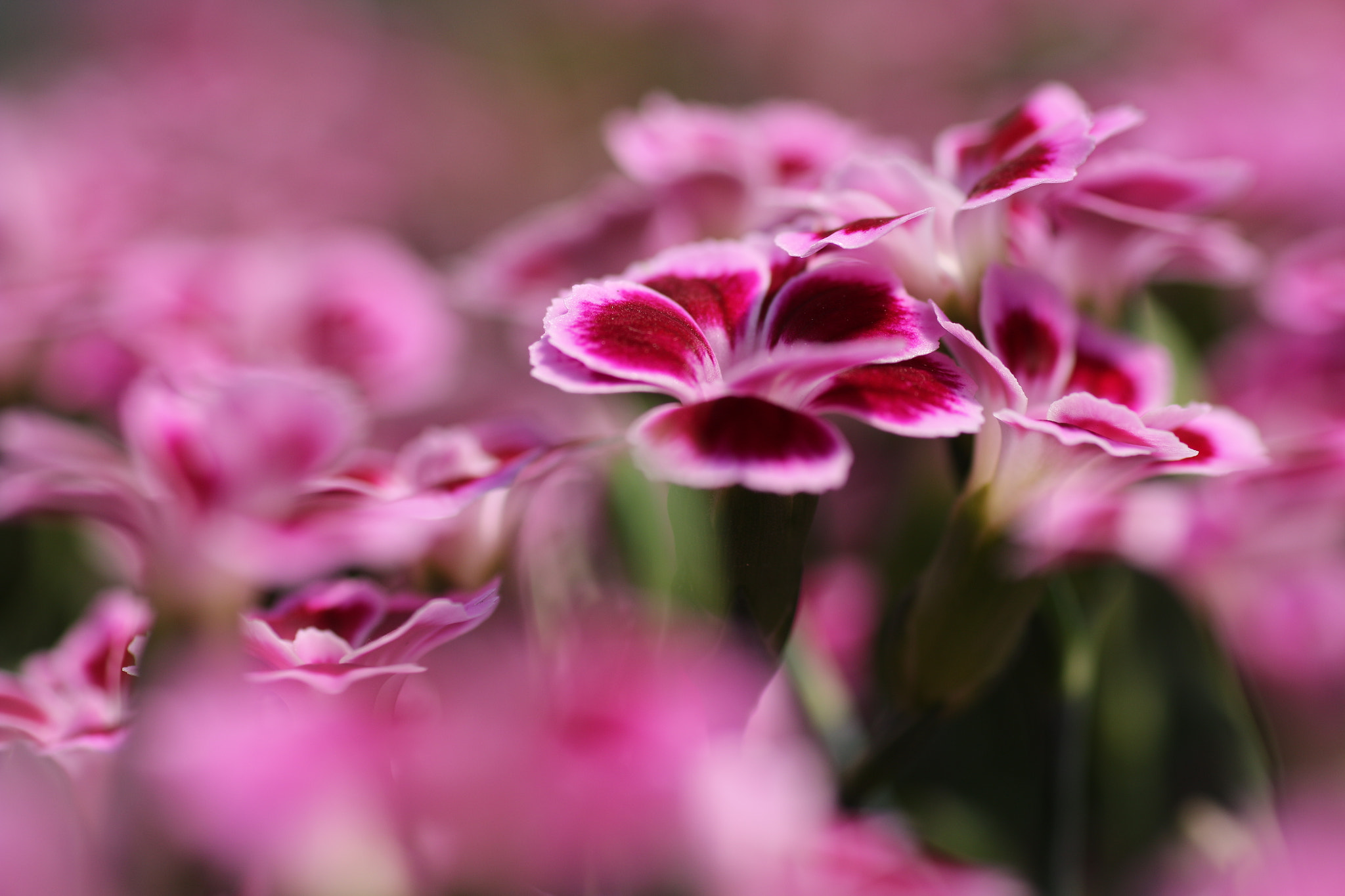 Sigma 70mm F2.8 EX DG Macro sample photo. Soft pink kisses photography