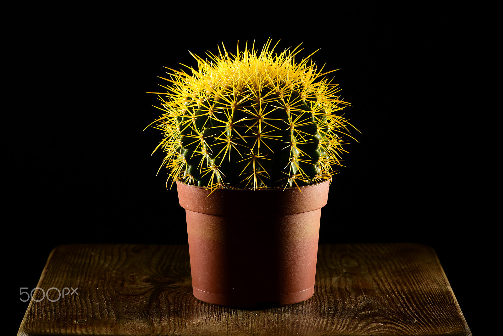 Sigma 150mm F2.8 EX DG OS Macro HSM sample photo. Cactus on wooden table closeup photography