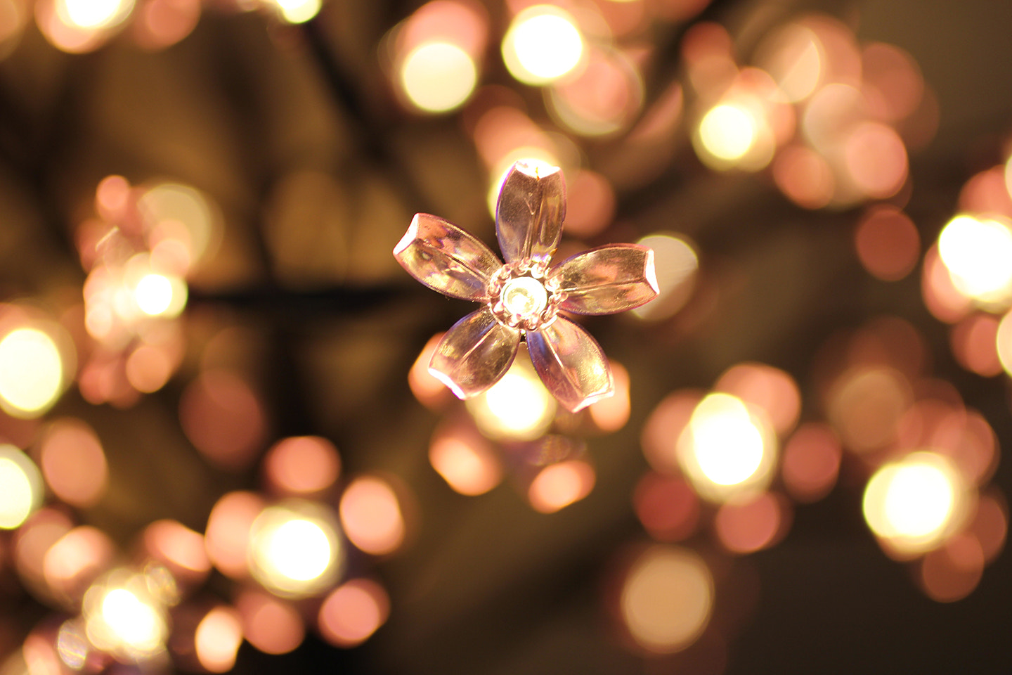 Canon EOS 60D + Canon EF 50mm F2.5 Macro sample photo. Lights photography